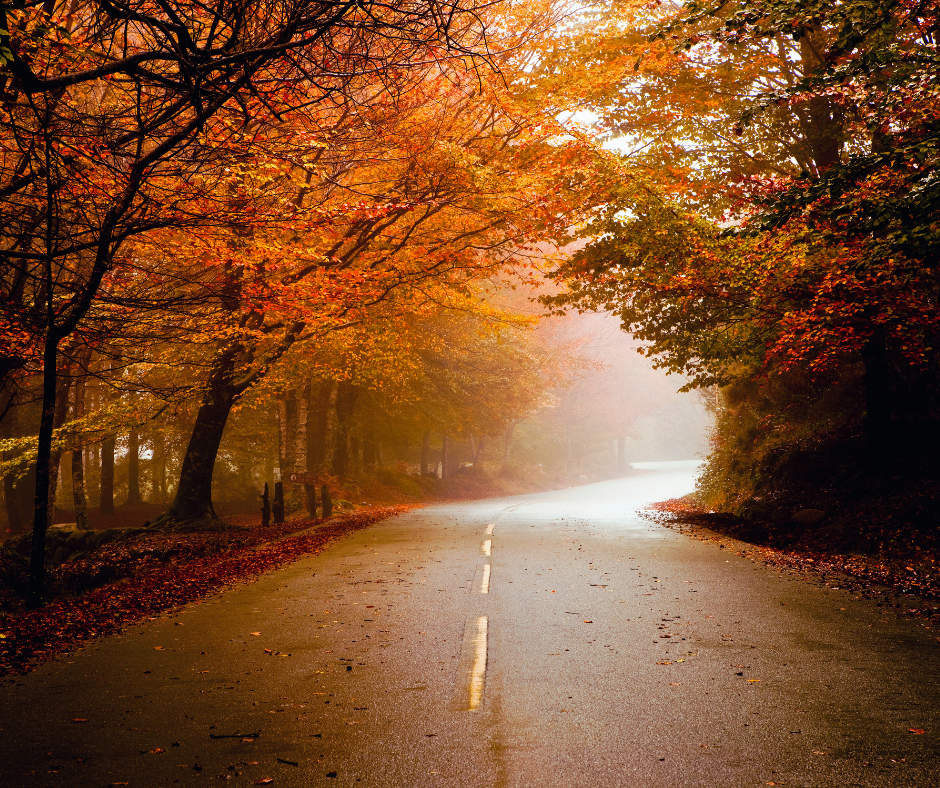 An empty winding road through a forest with autumn foliage and fog.