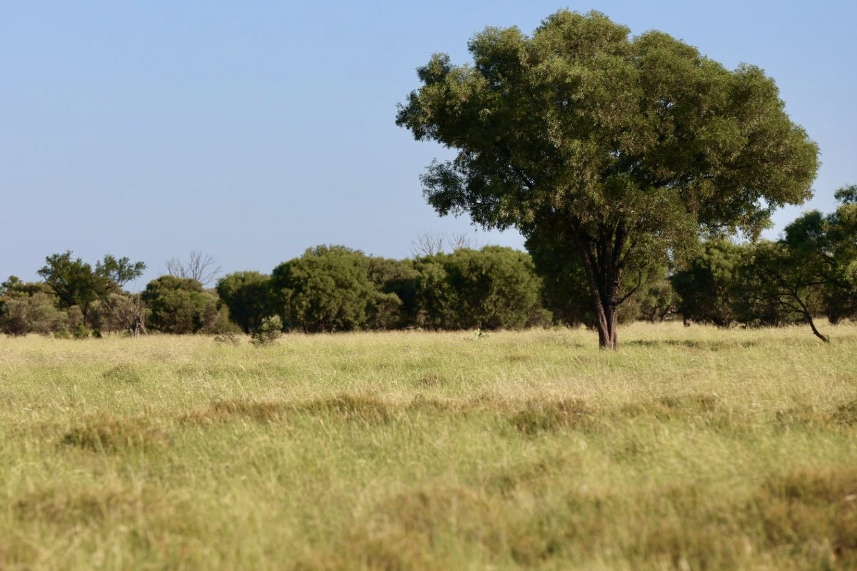 'Mt Harden', Blackall, QLD