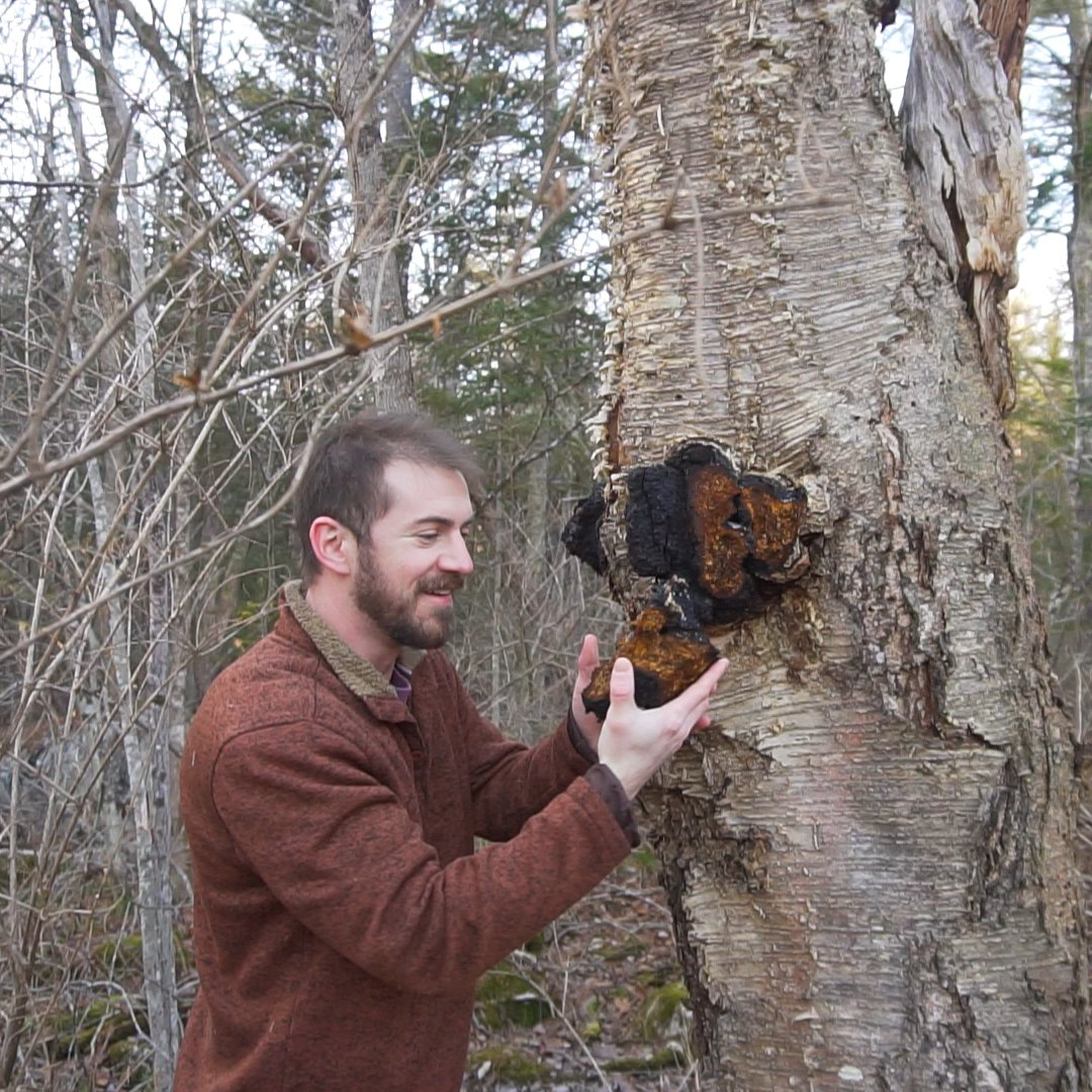 chaga mycelium_1.1.1.jpg