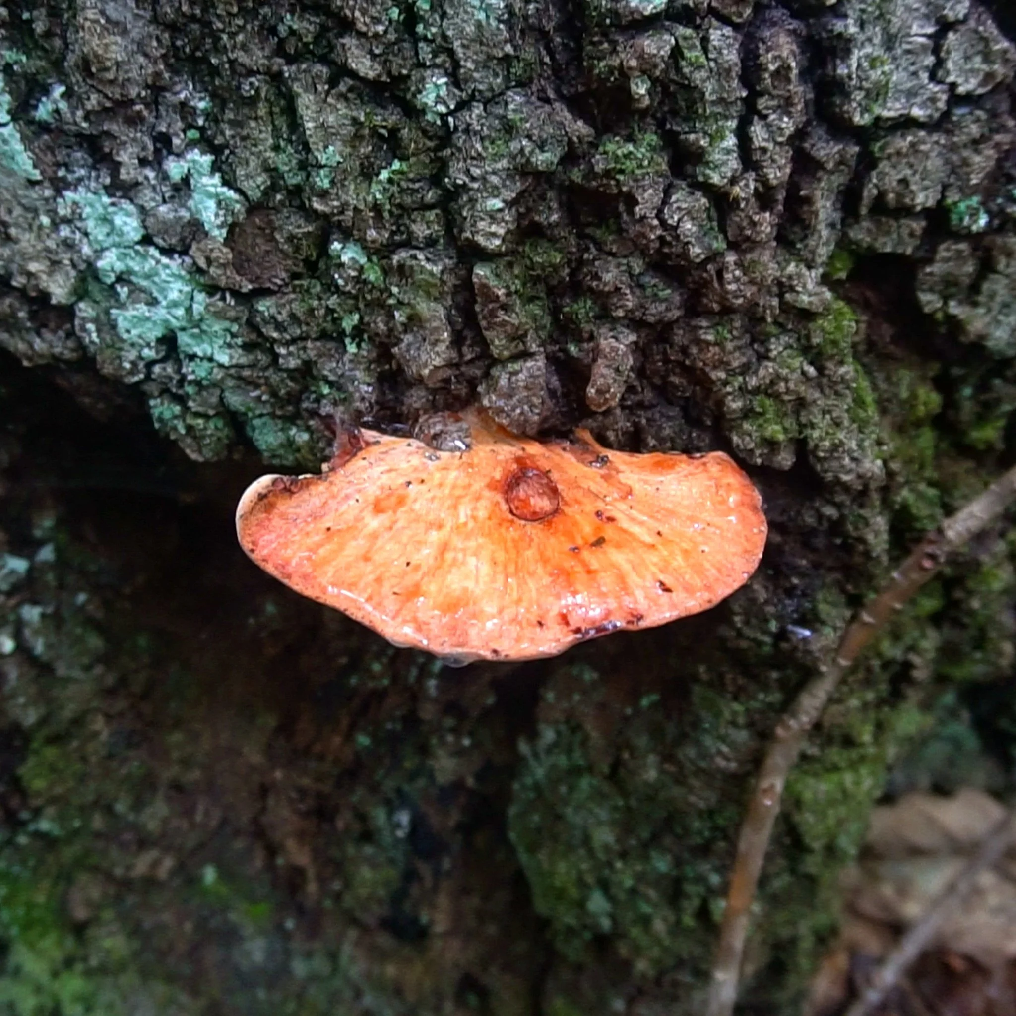 Beefsteak Fungus Mushroom