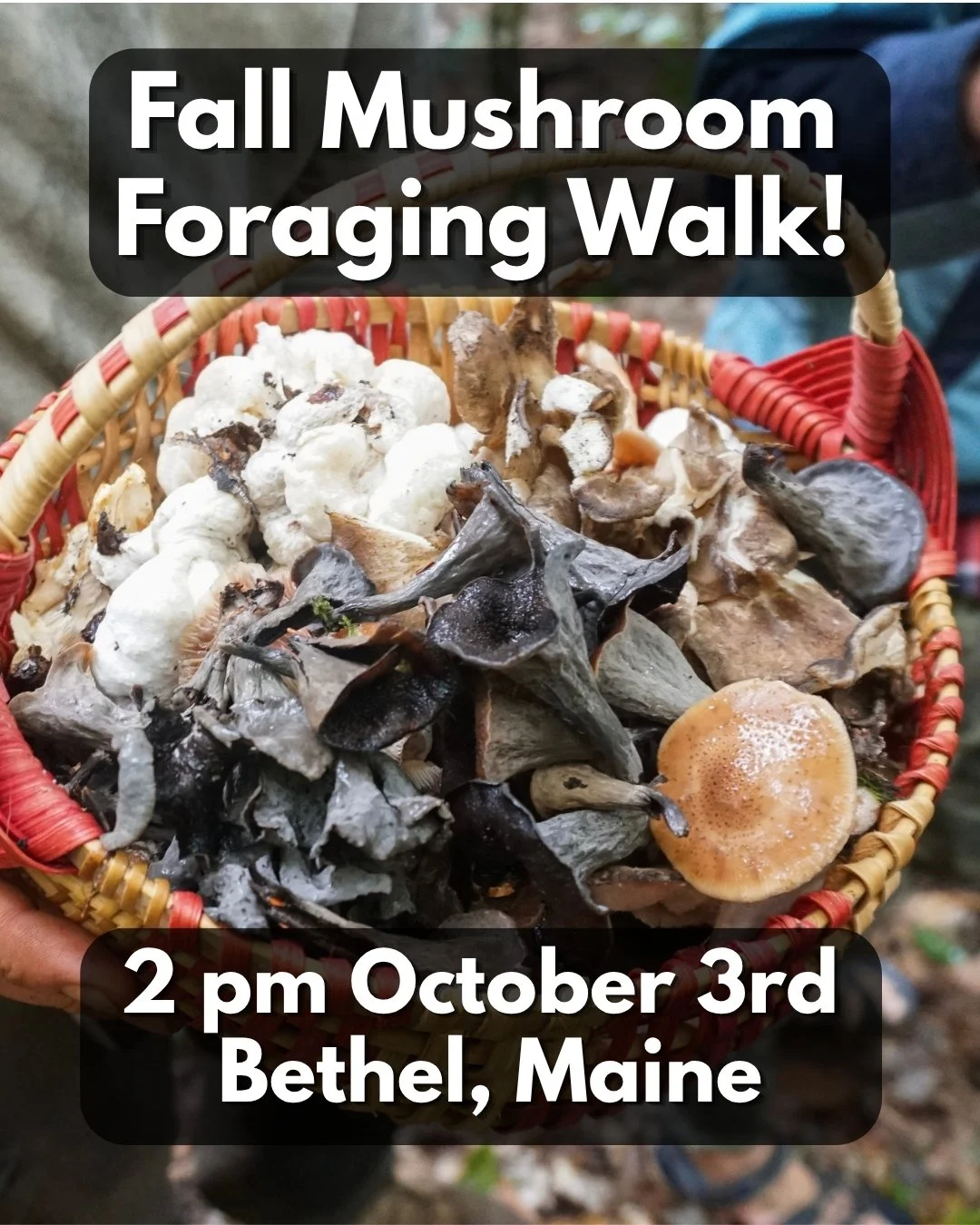 Fall Mushroom Foraging Walk!