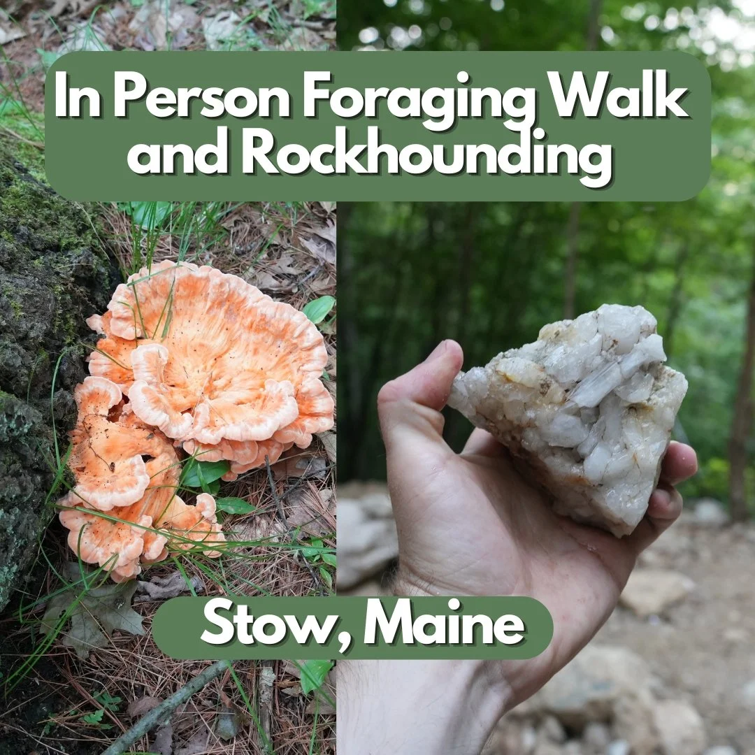 Foraging Walk and Rockhounding in Maine