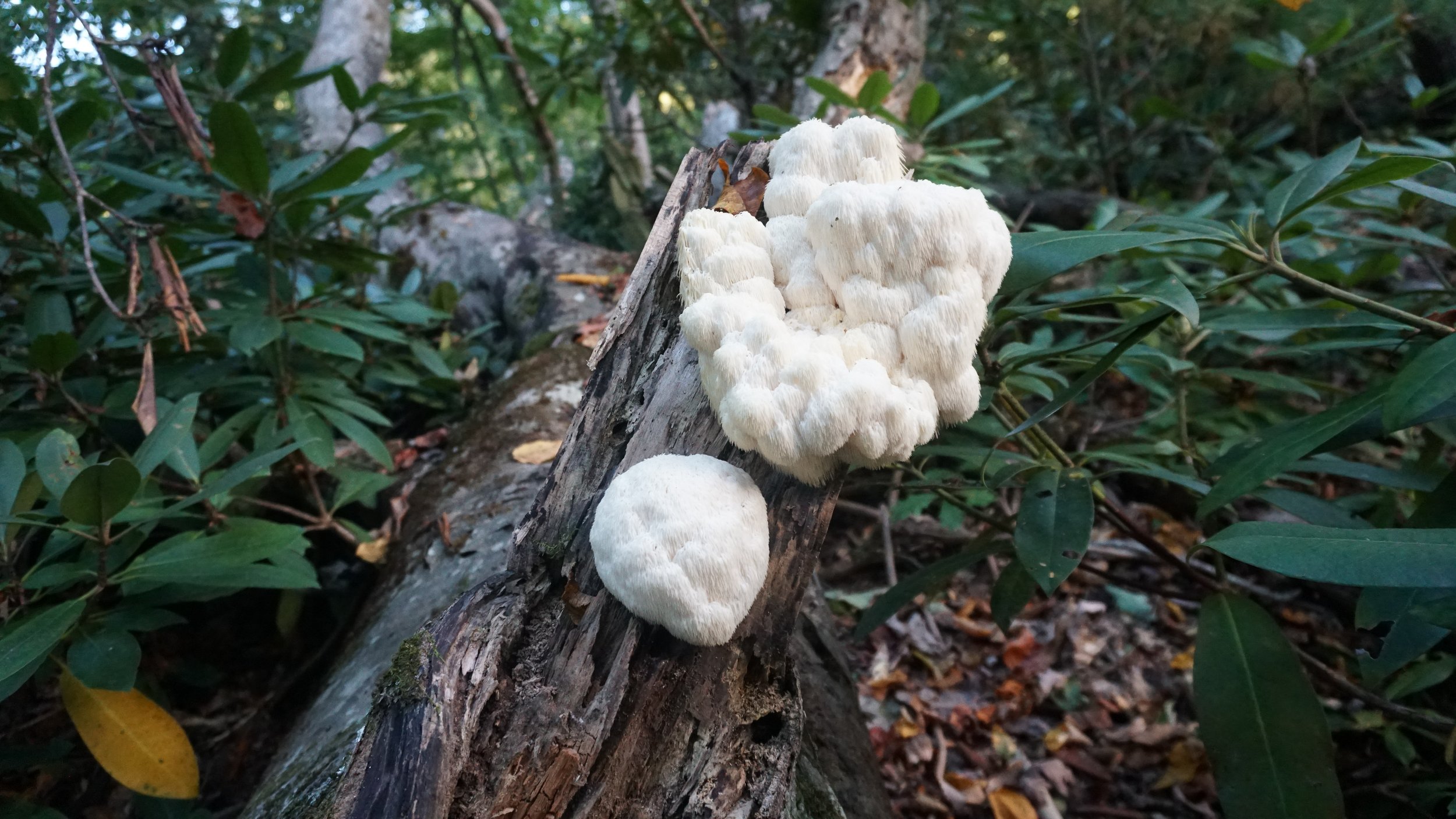 Foraging and Identifying Lion's Mane Mushrooms — Sonofabear