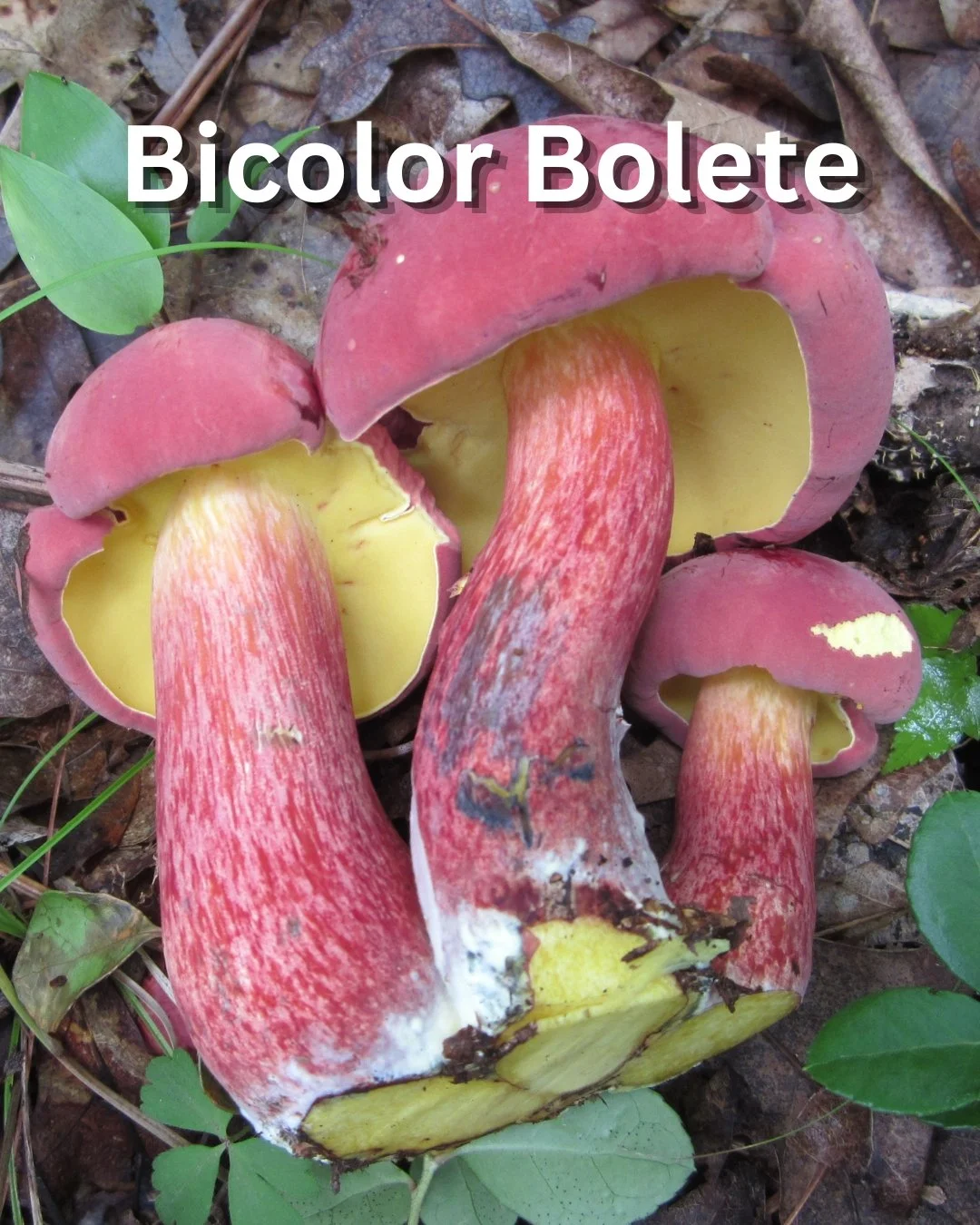 Bicolor bolete mushroom