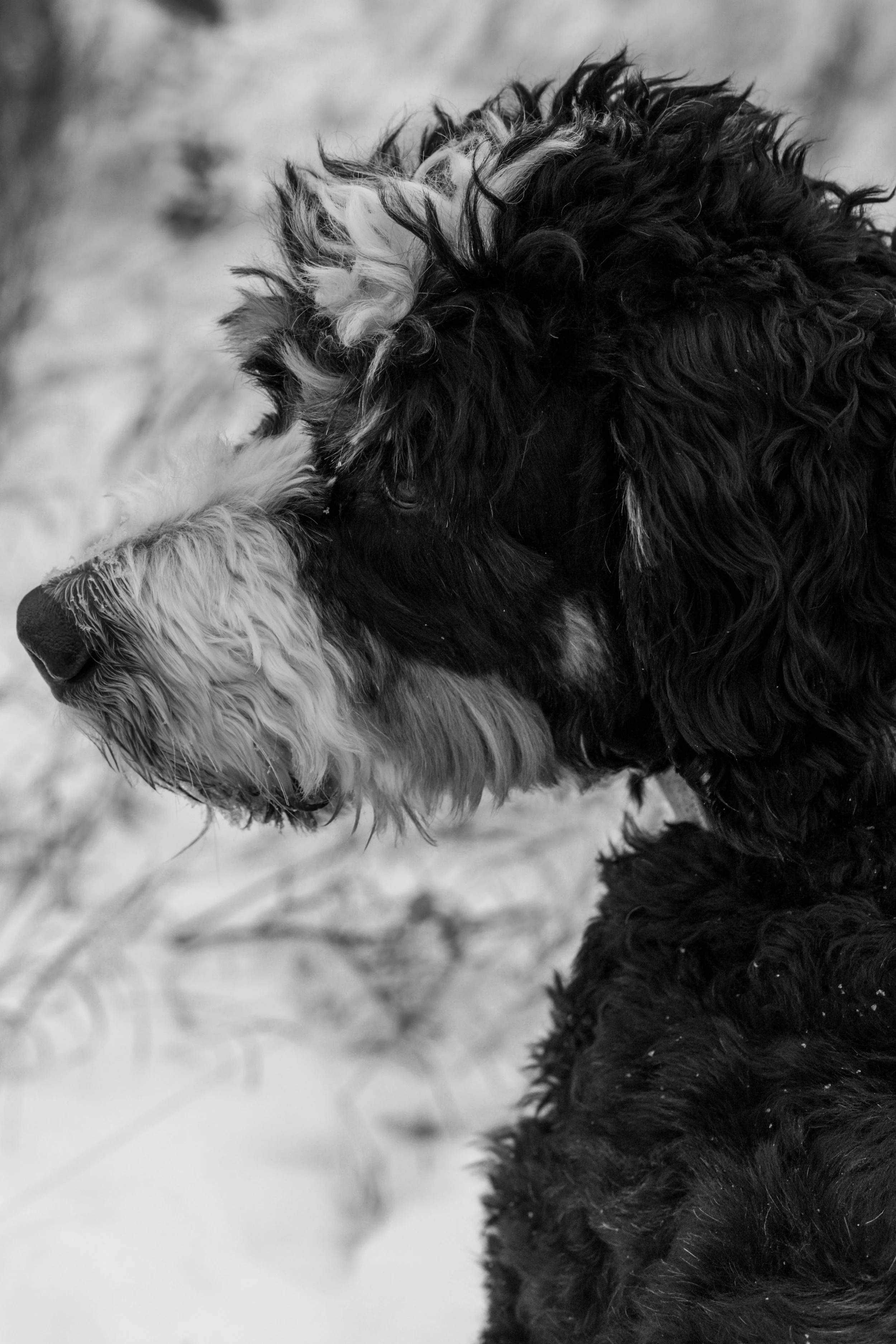 Clifford-08.jpg