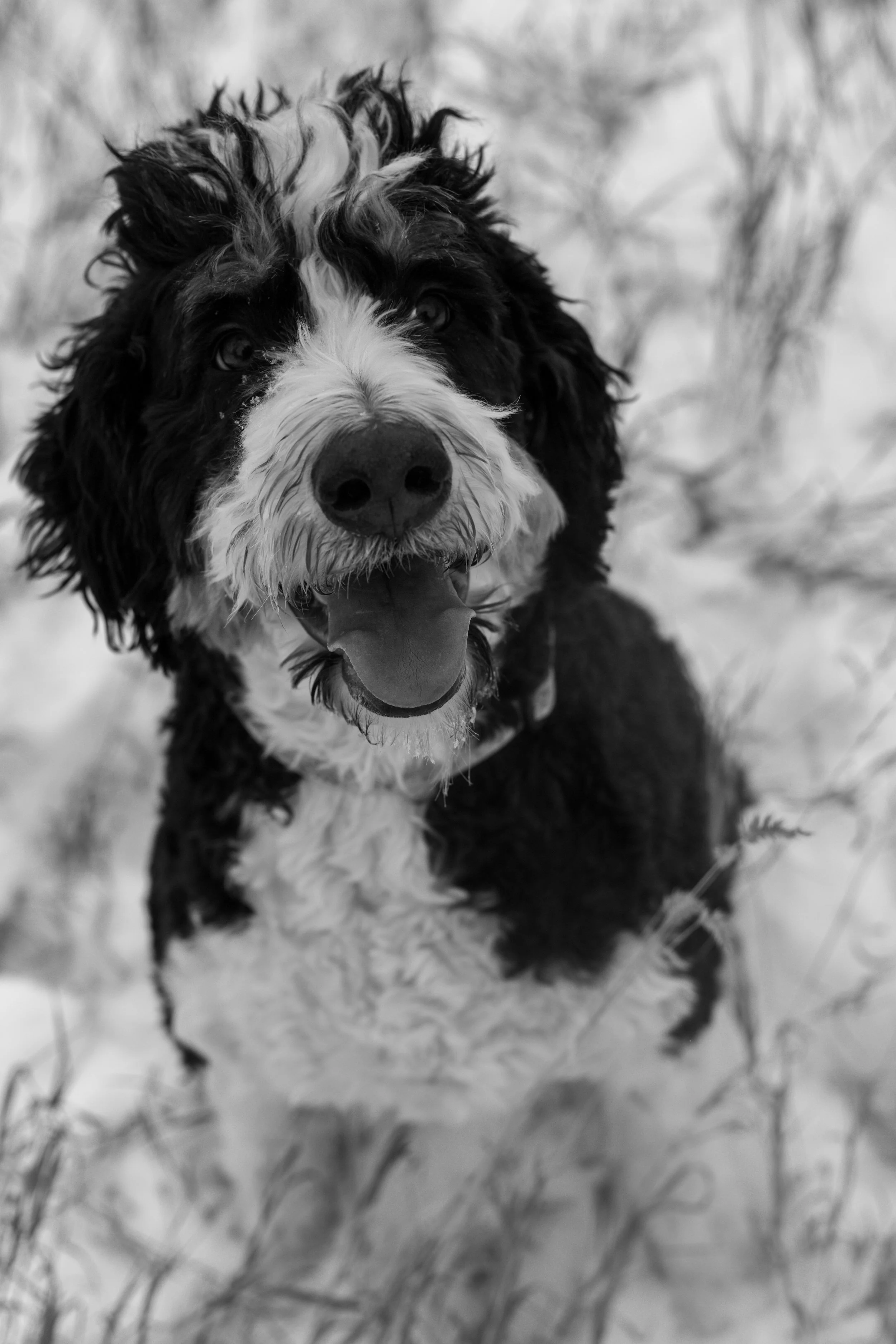 Clifford-18.jpg