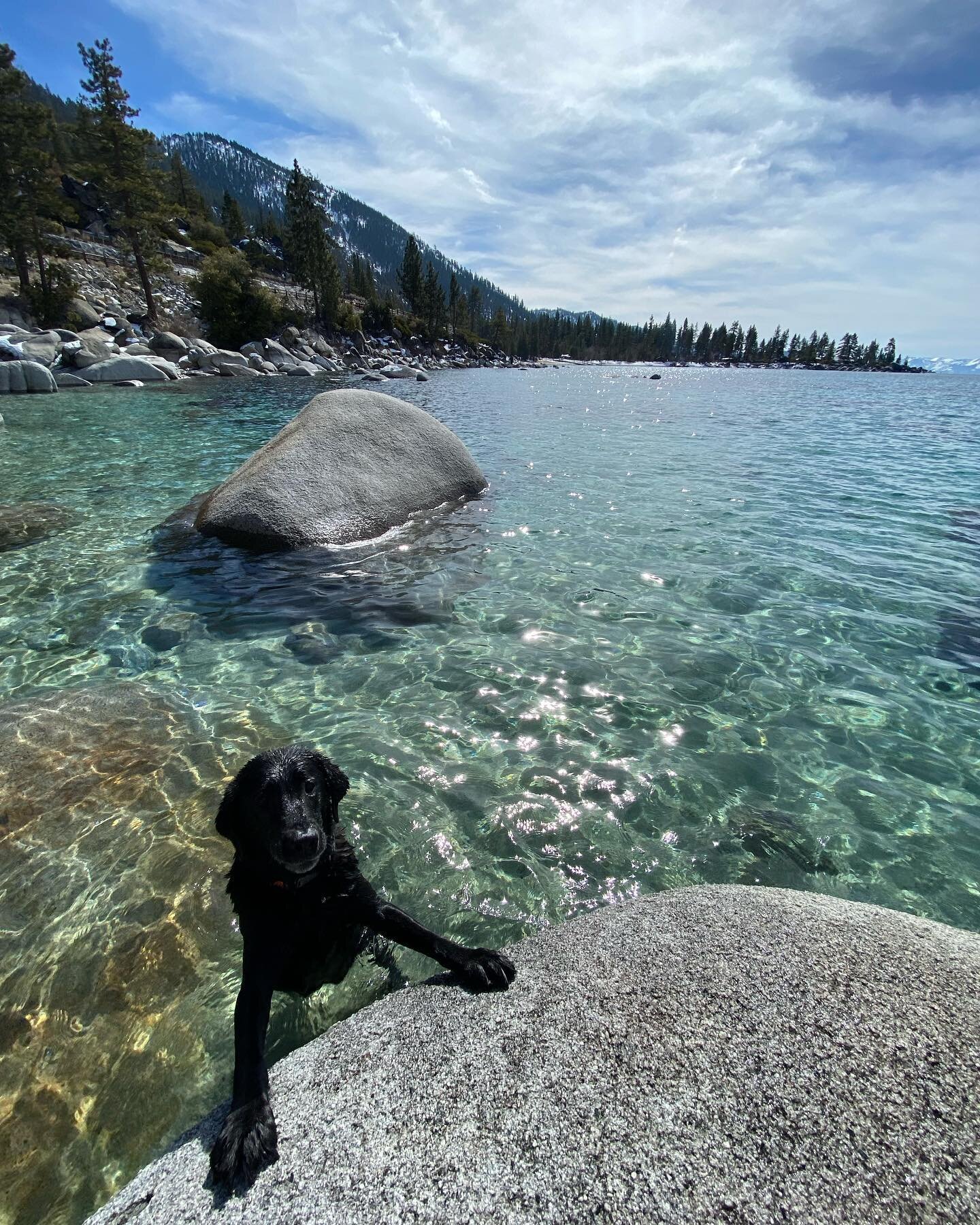 His name is Mak but they call him Bubbas. I enjoy how much this dude enjoys life 🙌 
.
.
.
#labsofinstagram #eastshore #chillin #and #swimmin #in #laketahoe #posted #throwmytoyalready