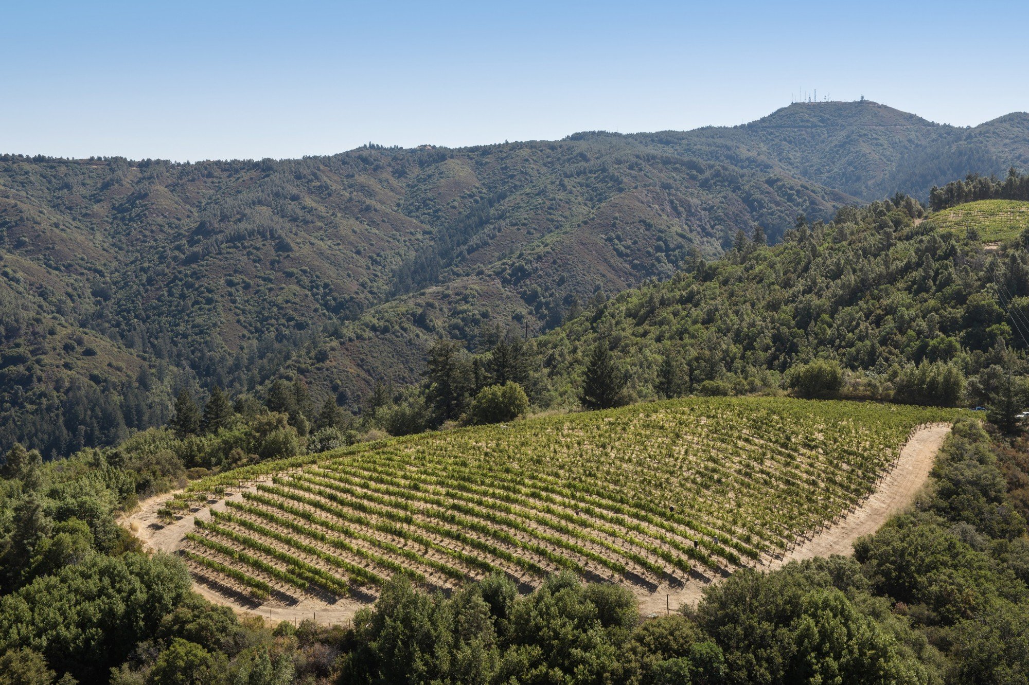 Aerial view of planted vineyard rows on a hillside block at Lago Lomita, with forested Santa Cruz Mountains ridges beyond