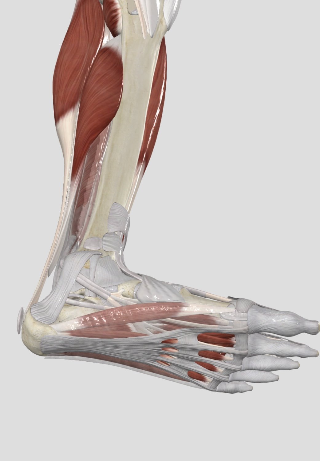 Muscles &amp; tendons sole of the foot