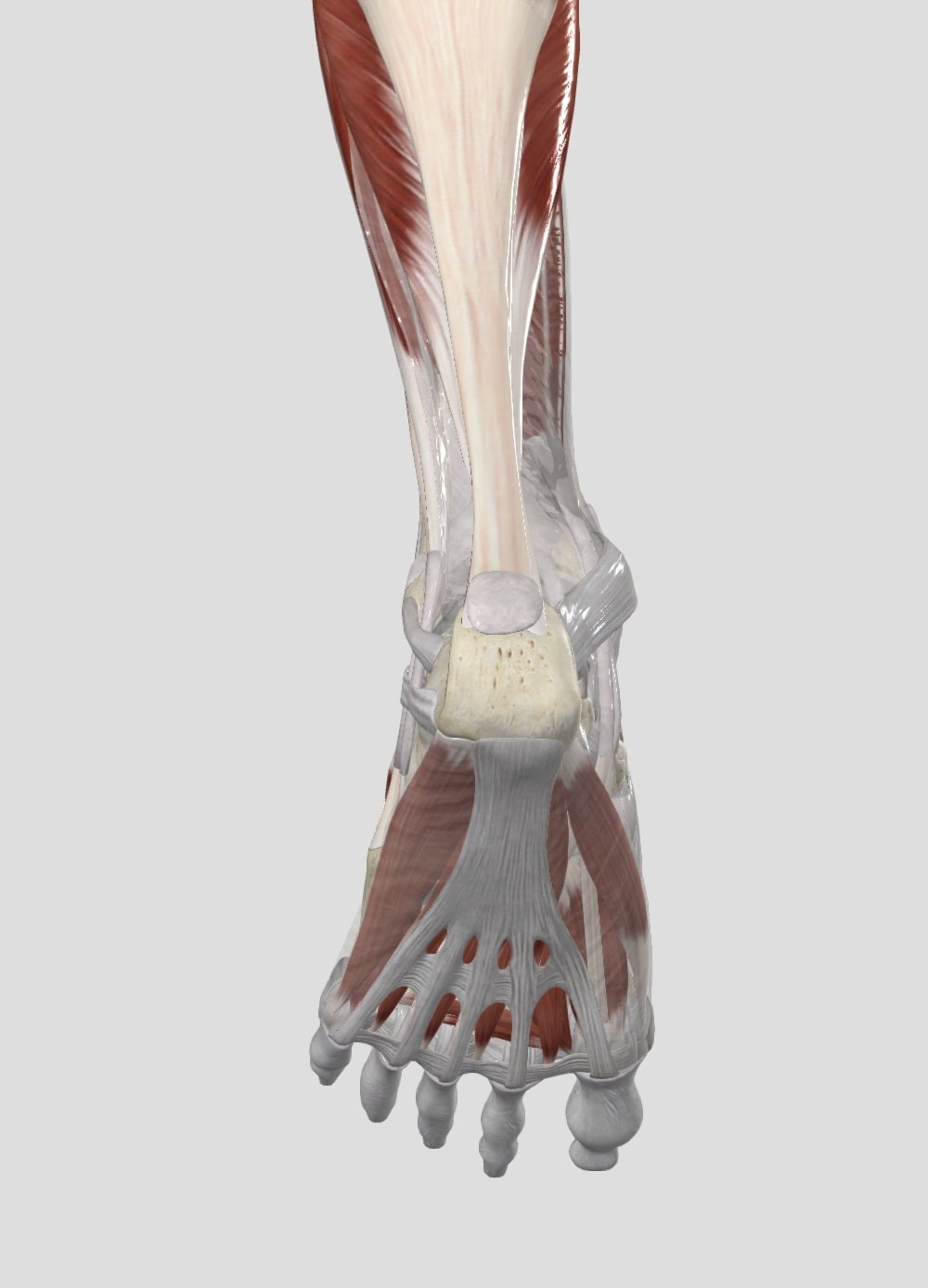 Muscles &amp; tendons of the heel