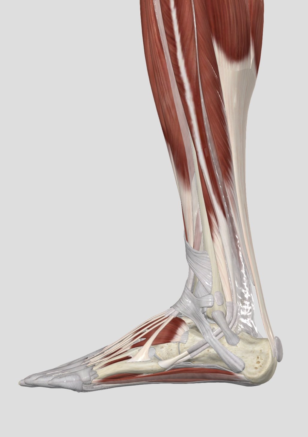 Muscles &amp; tendons of the inner foot