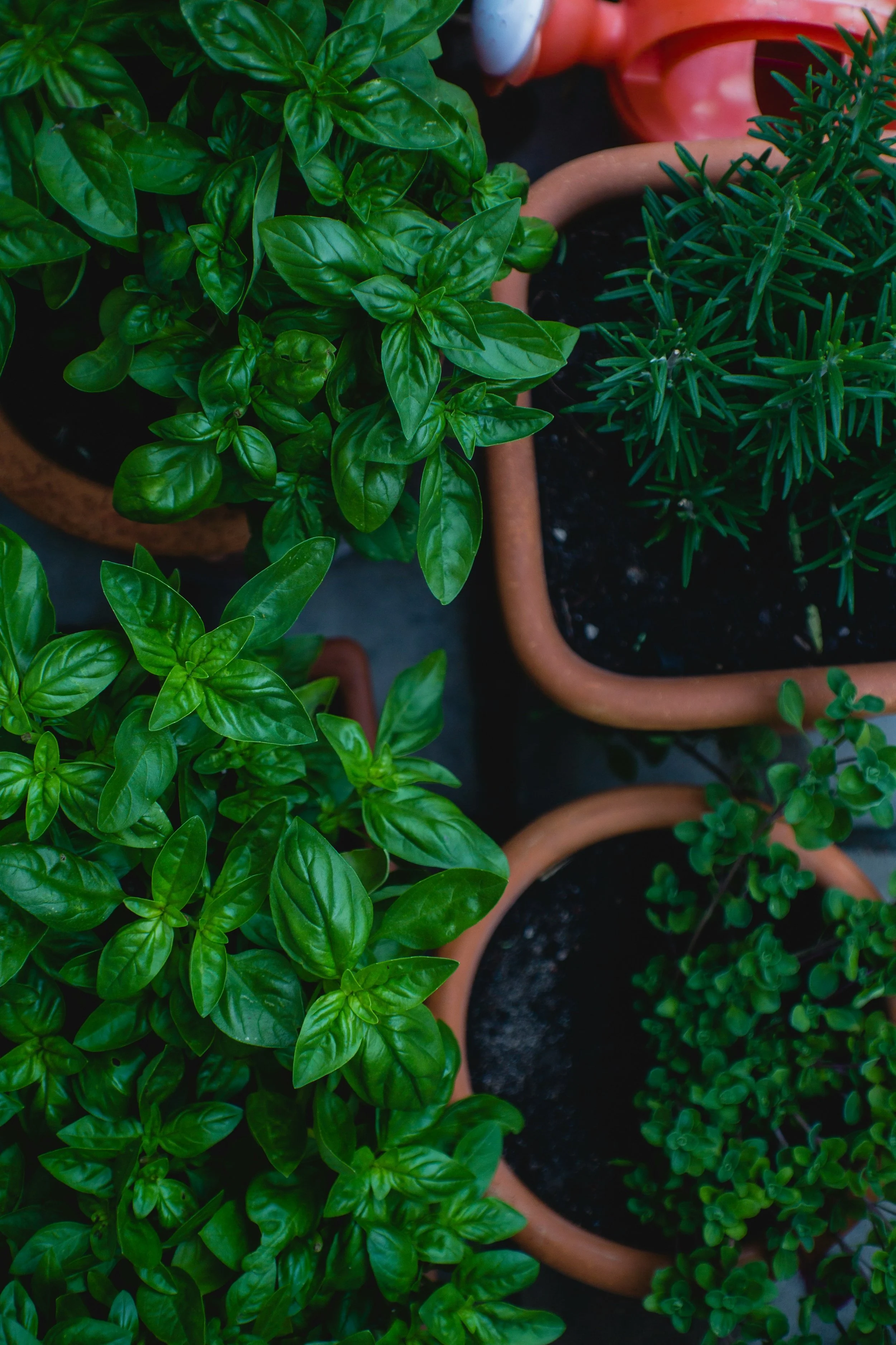 Living Herb Plants