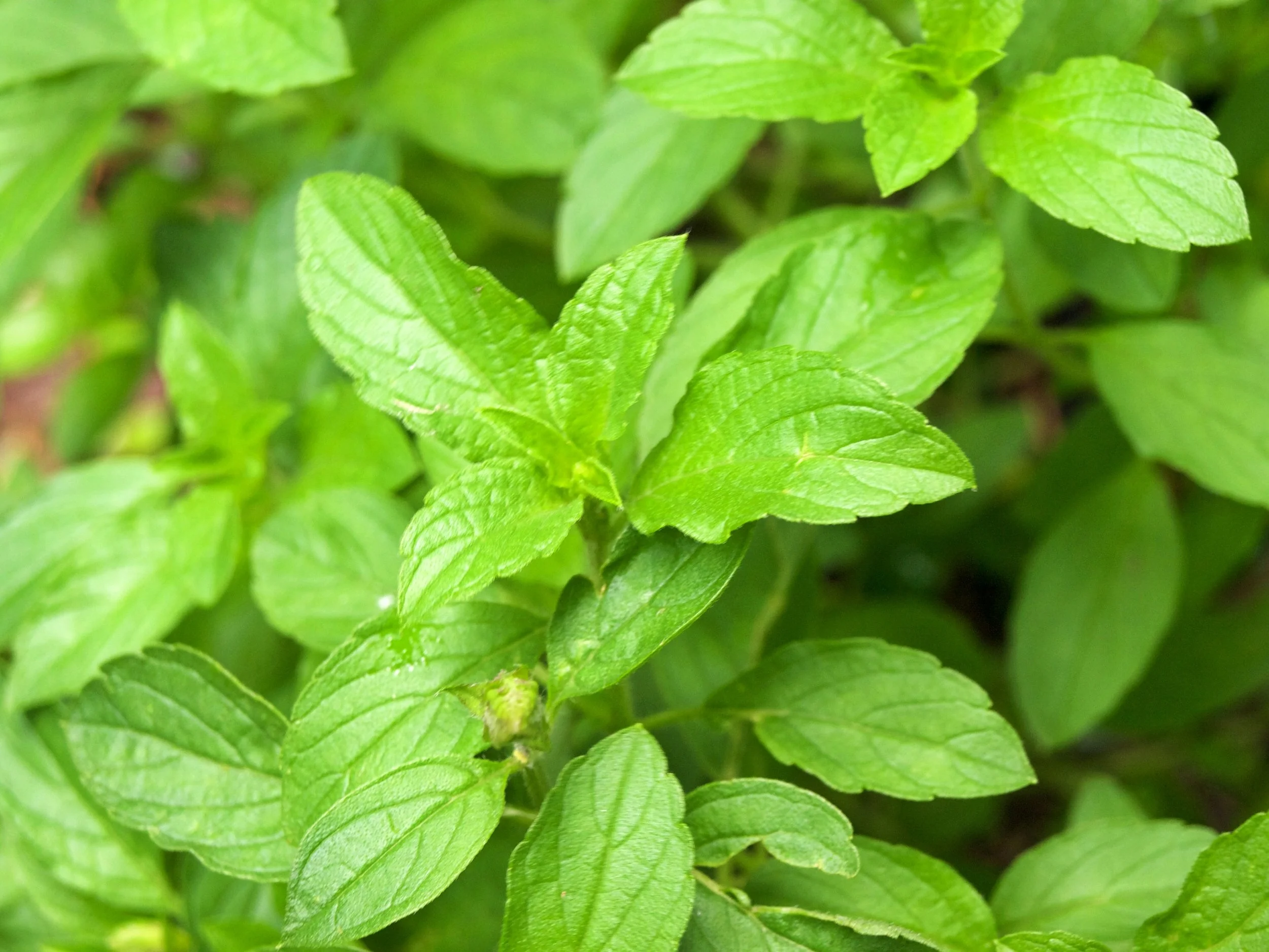 Thai Basil