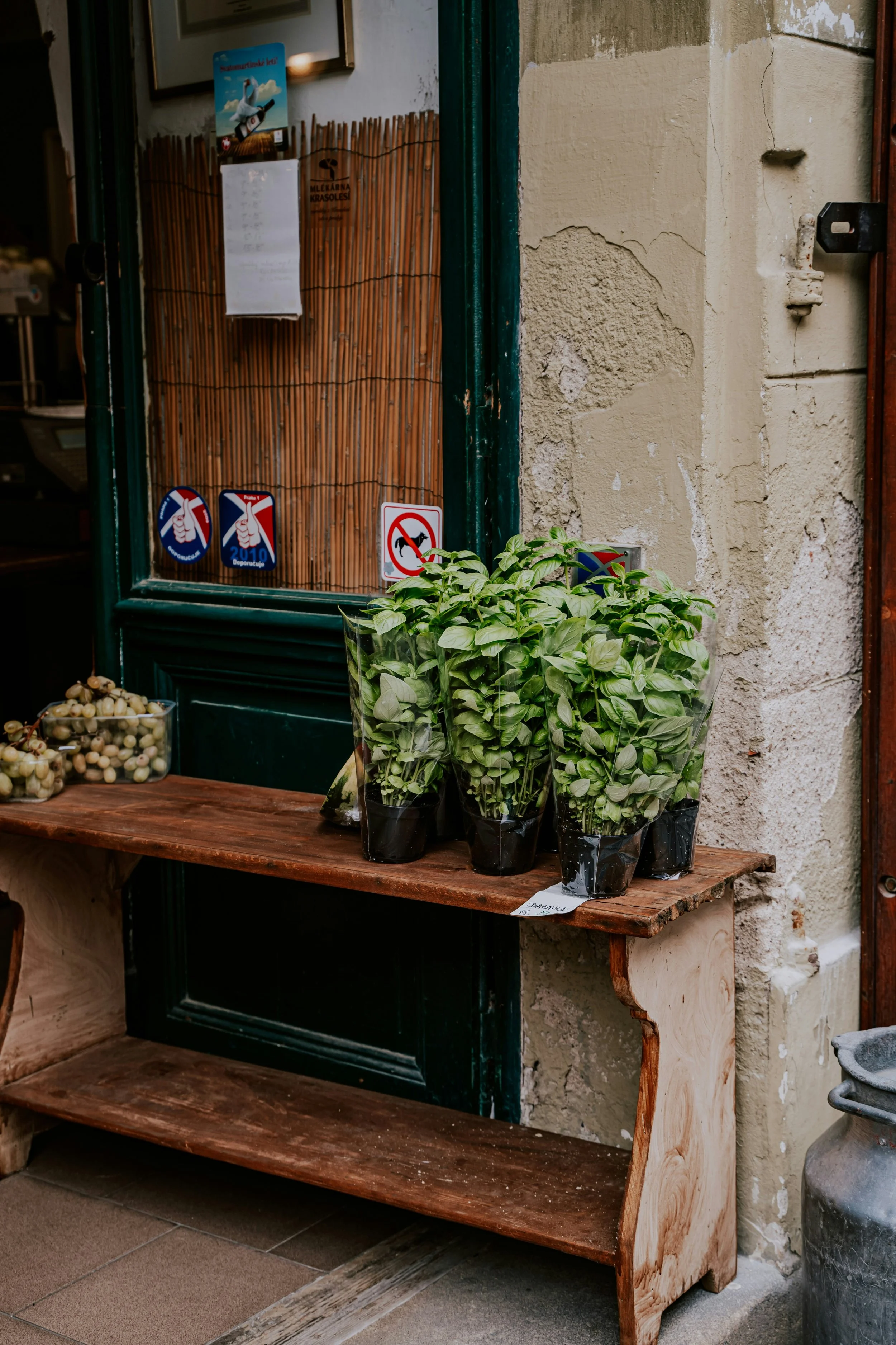 Living Basil Plants
