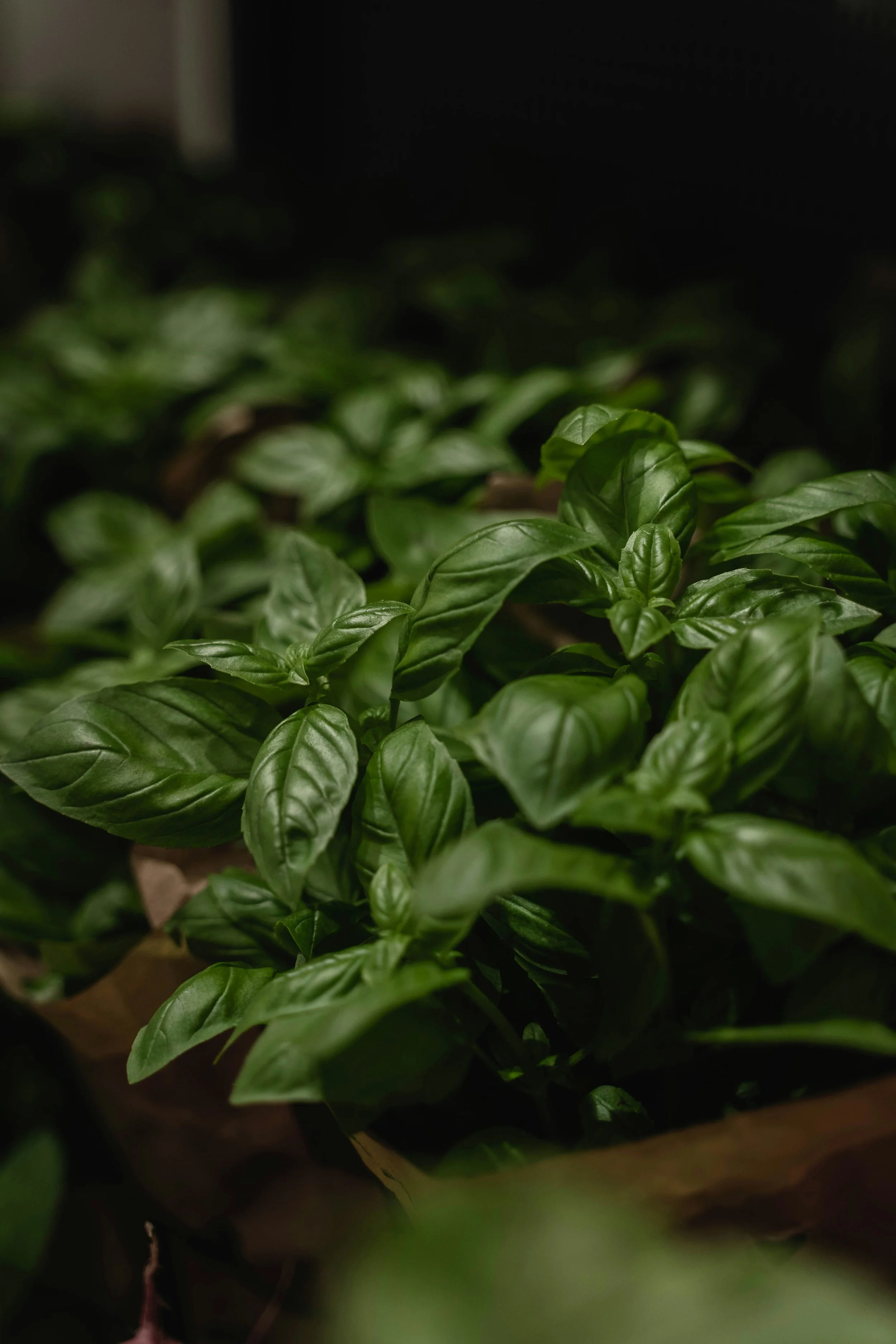 Sweet Genovese Basil