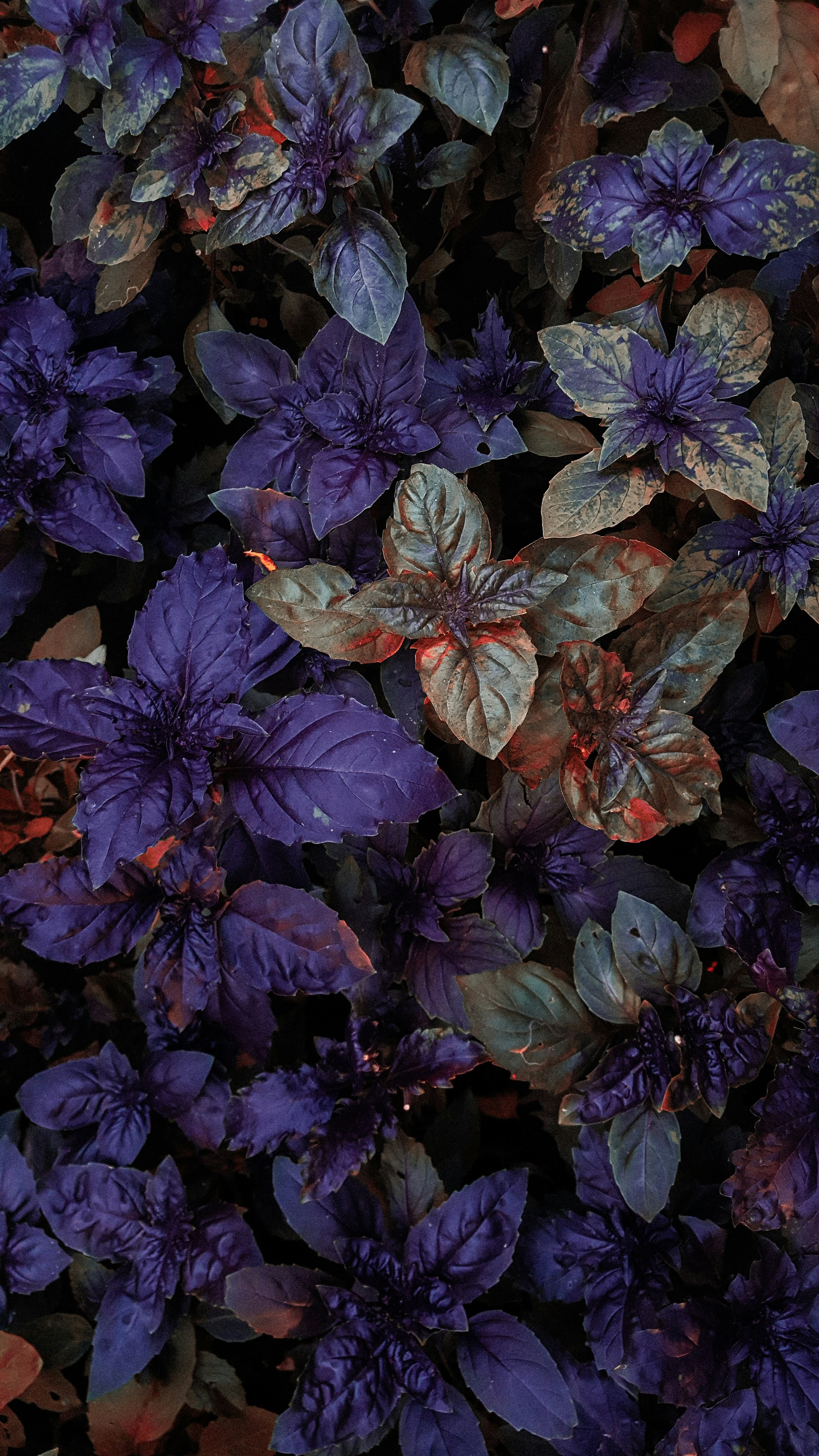 Purple Basil