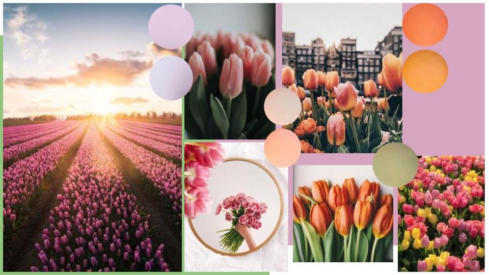 Tulip Garden .jpg