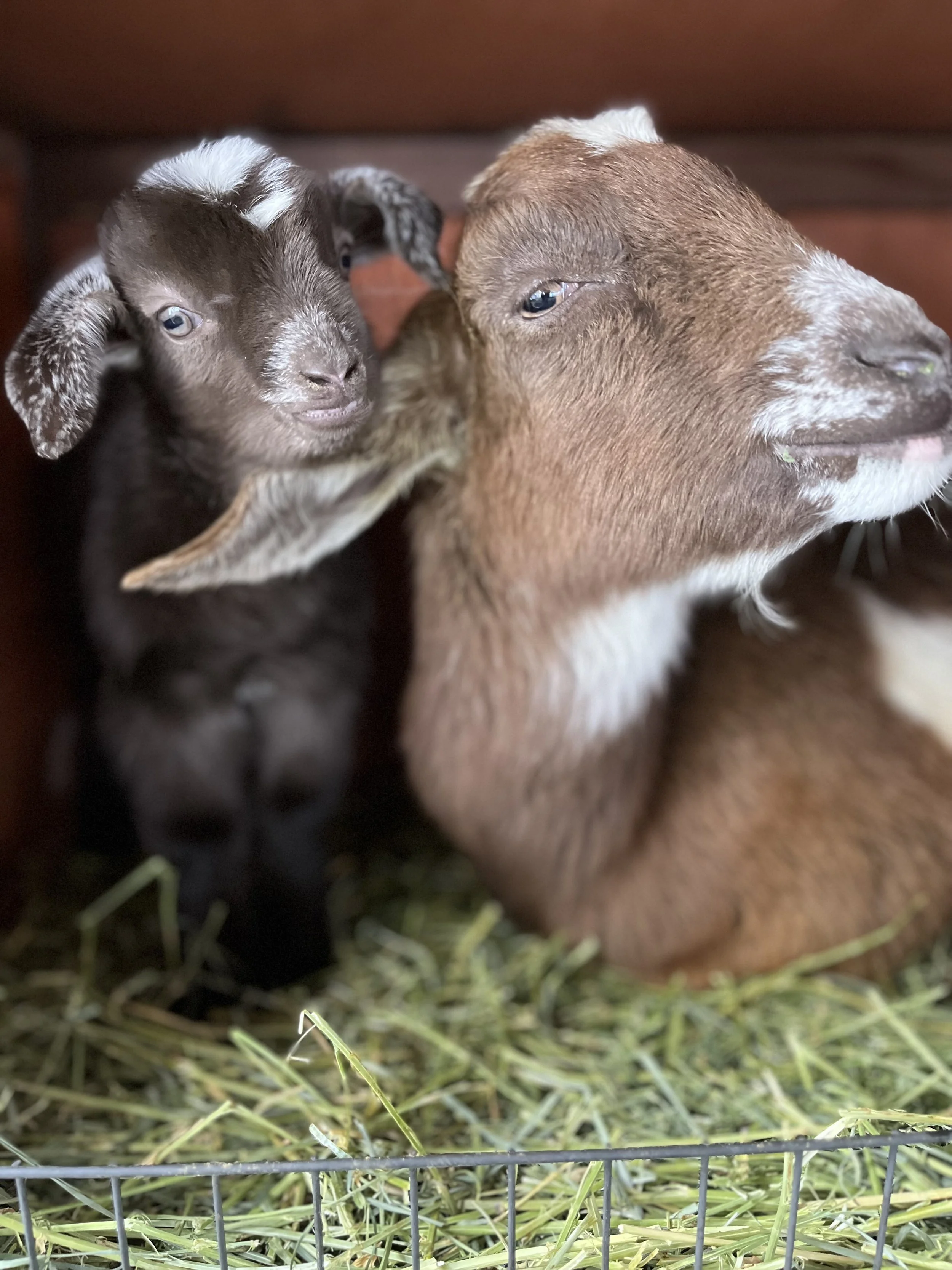 Mama Kamala with her first baby.