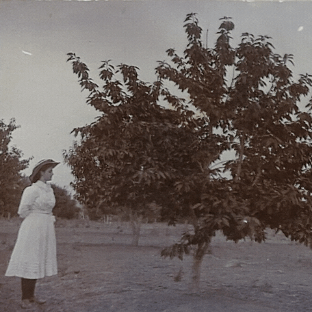 A cherry tree in (Rossler?) Orchard Stanthorpe 1909. The tree is heavily loaded with fruit.
