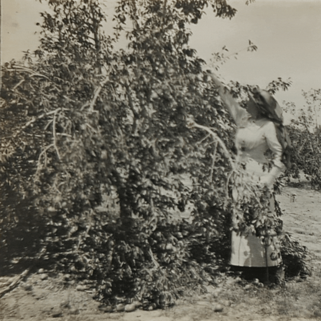 Vioet and a pear tree, Rosslers orchard, Stanthorpe