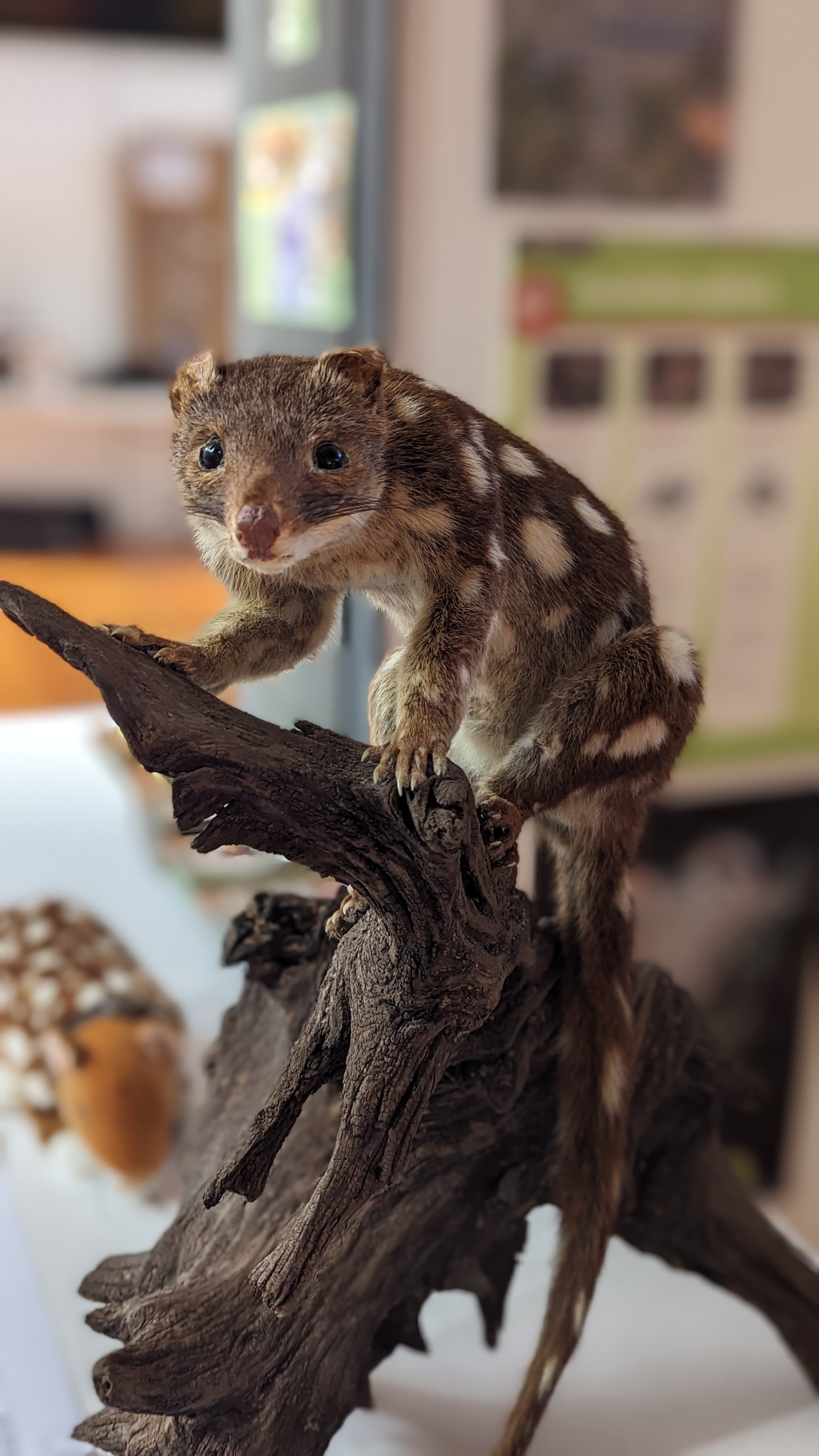 A taxidermied Spotted Tailed Quoll 