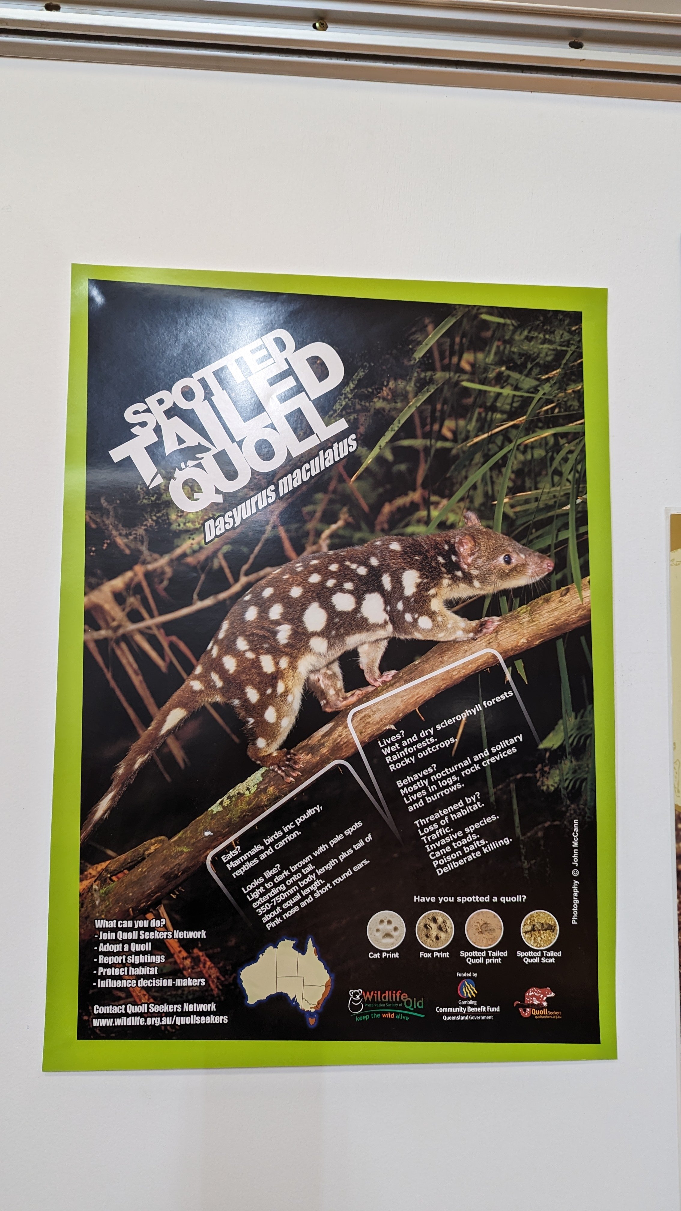 Spotted tailed quoll information