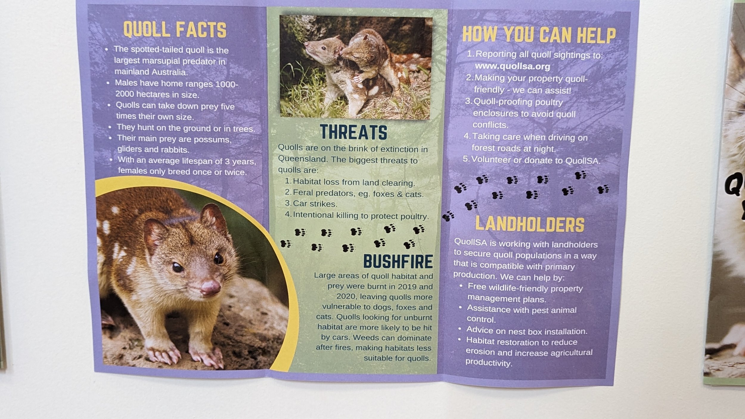 Quoll facts