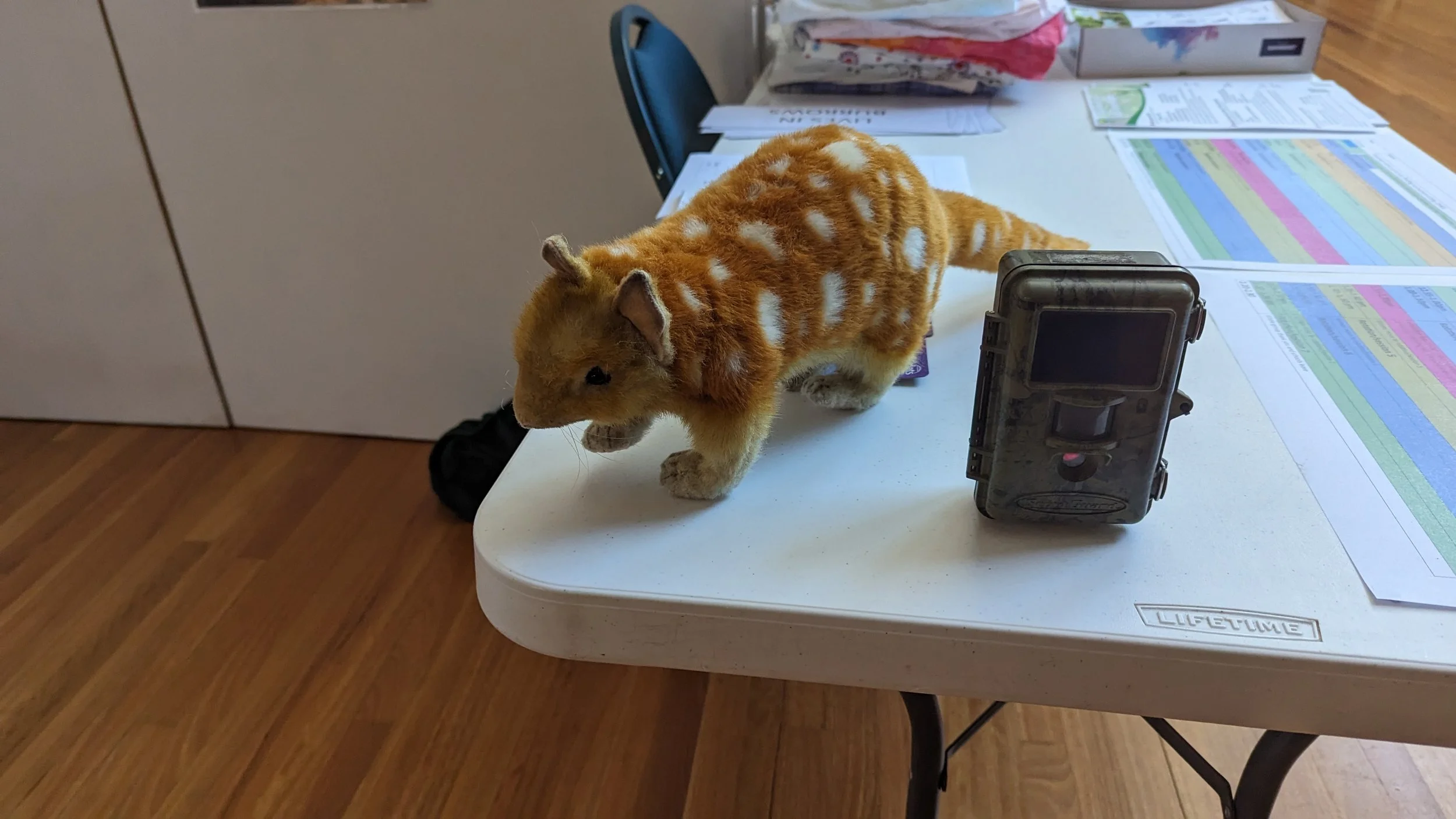 Quolls can be found in Girraween