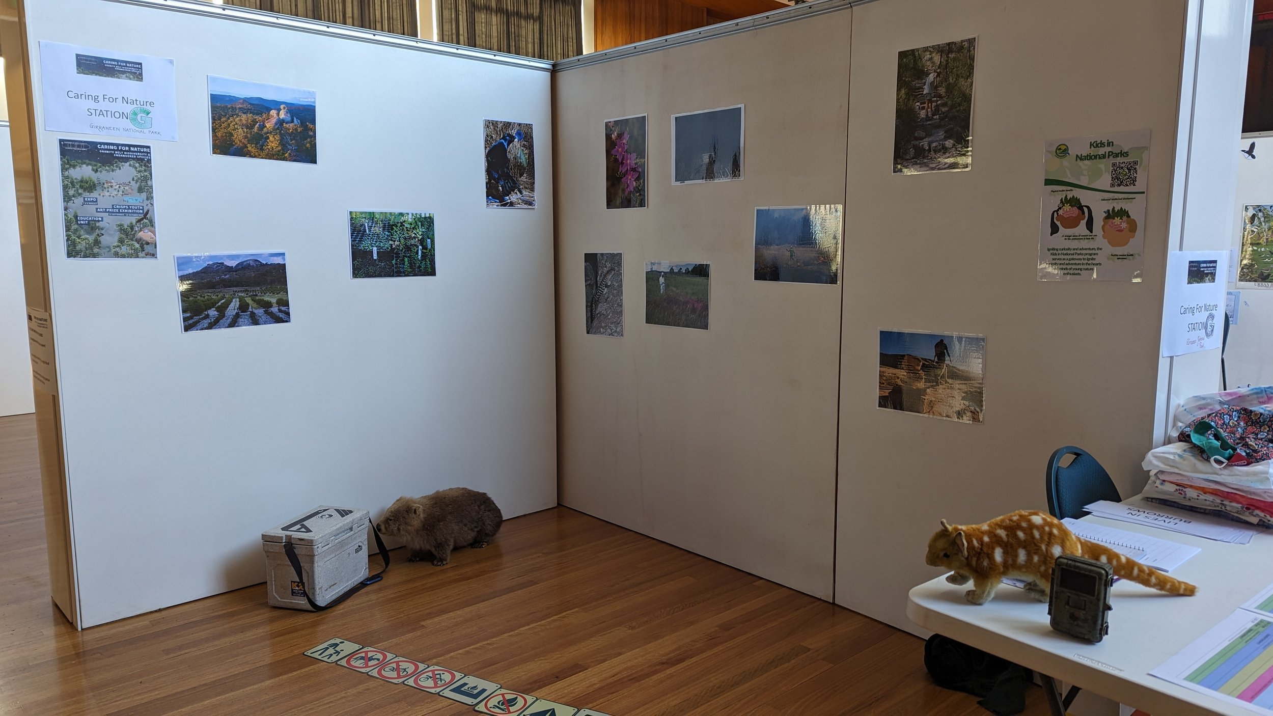 Wombat at the Girraween stand