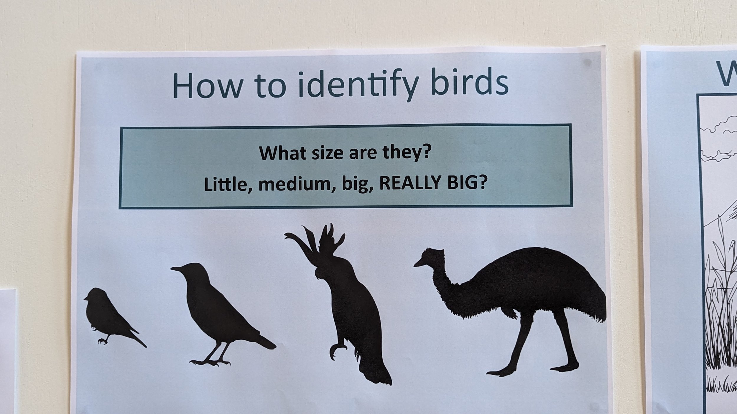 How to identify birds