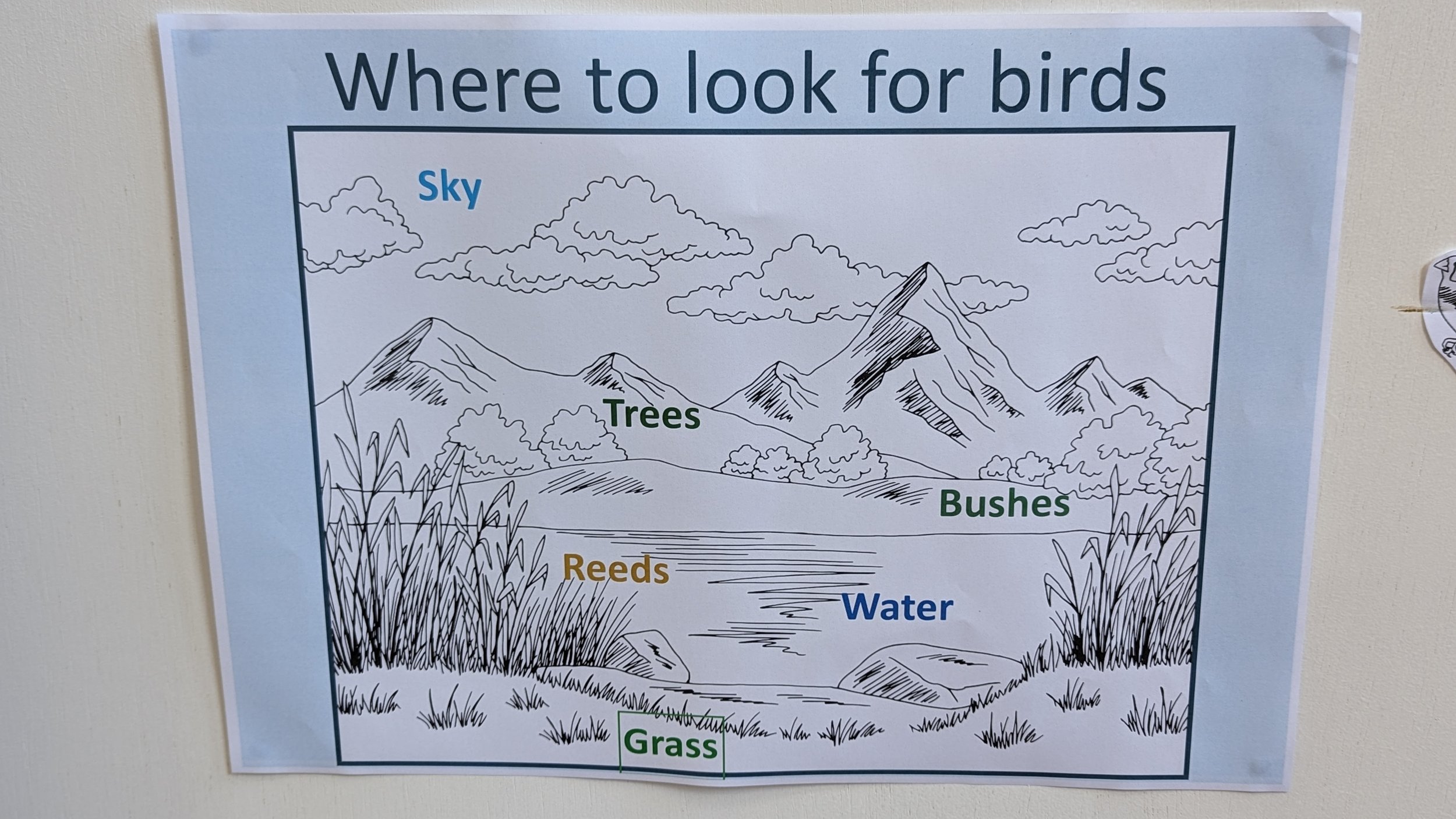 Where to look for birds