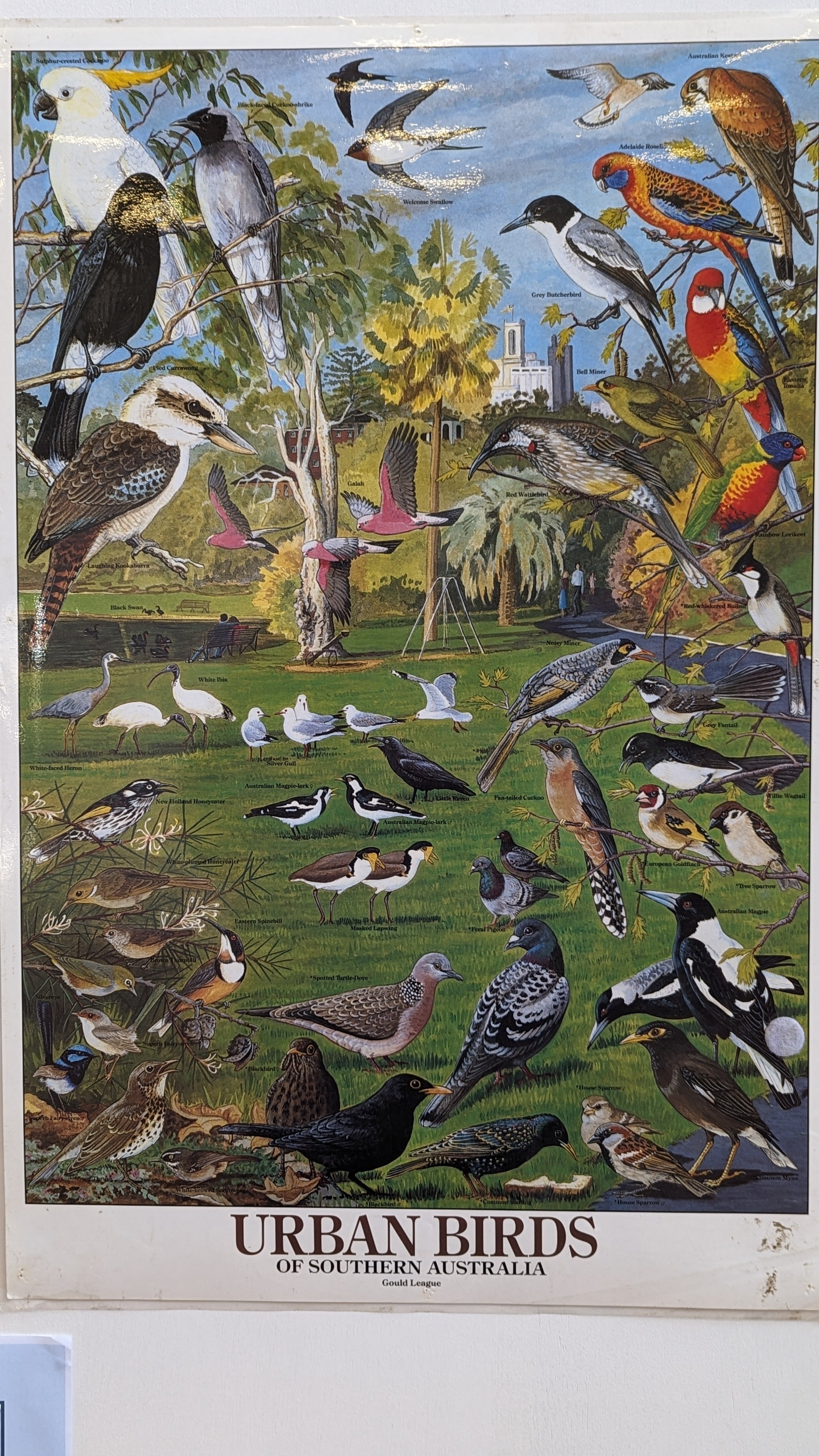 Urban birds of Southern Australia