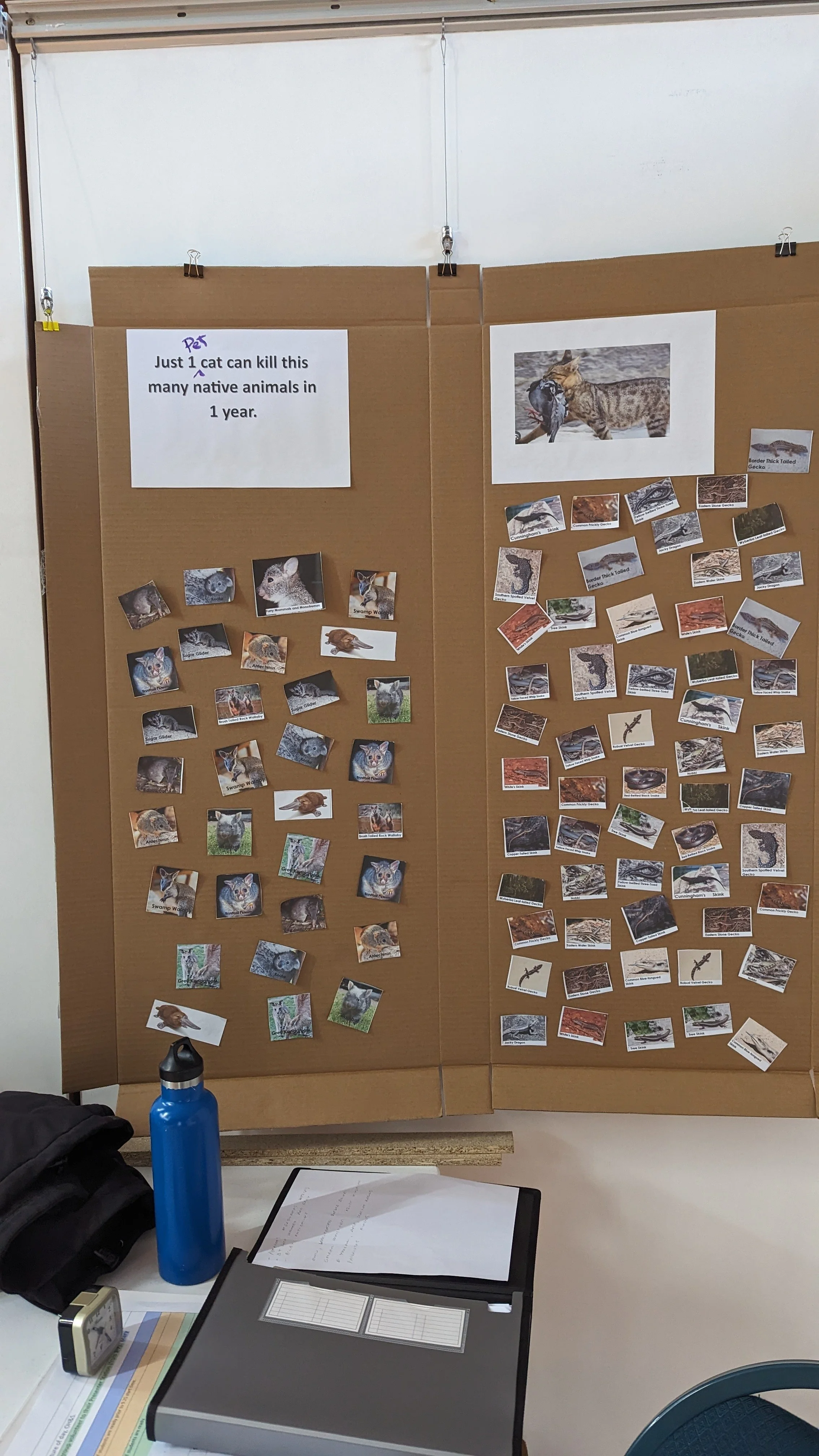 One pet cat can kill this many native animals in one year