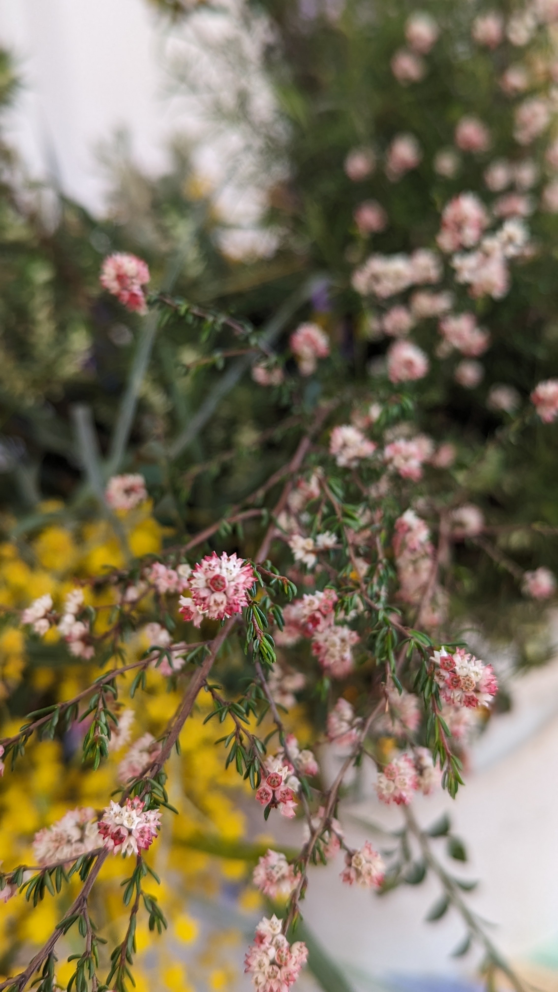 Local wildflowers