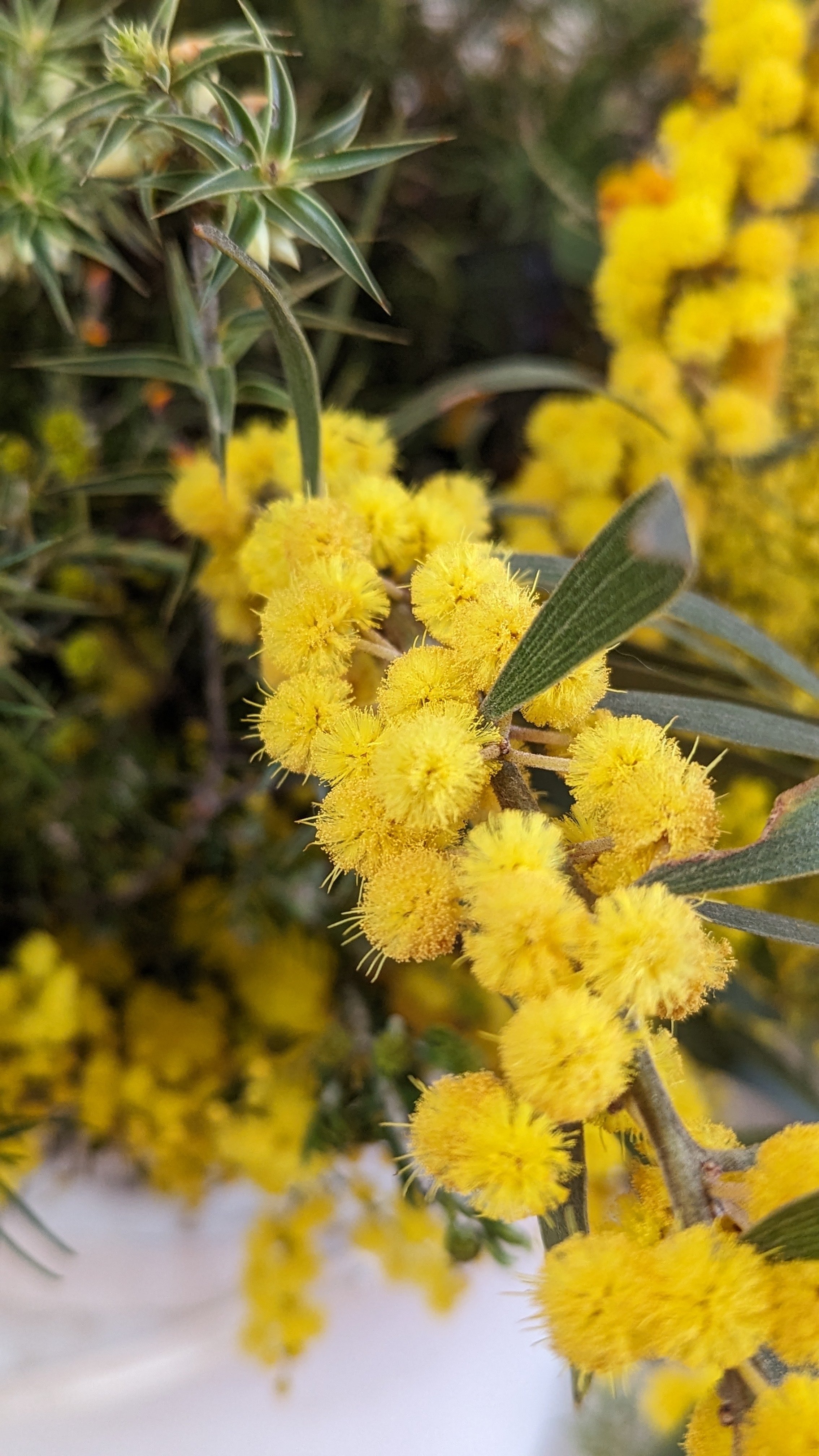 Local wildflowers