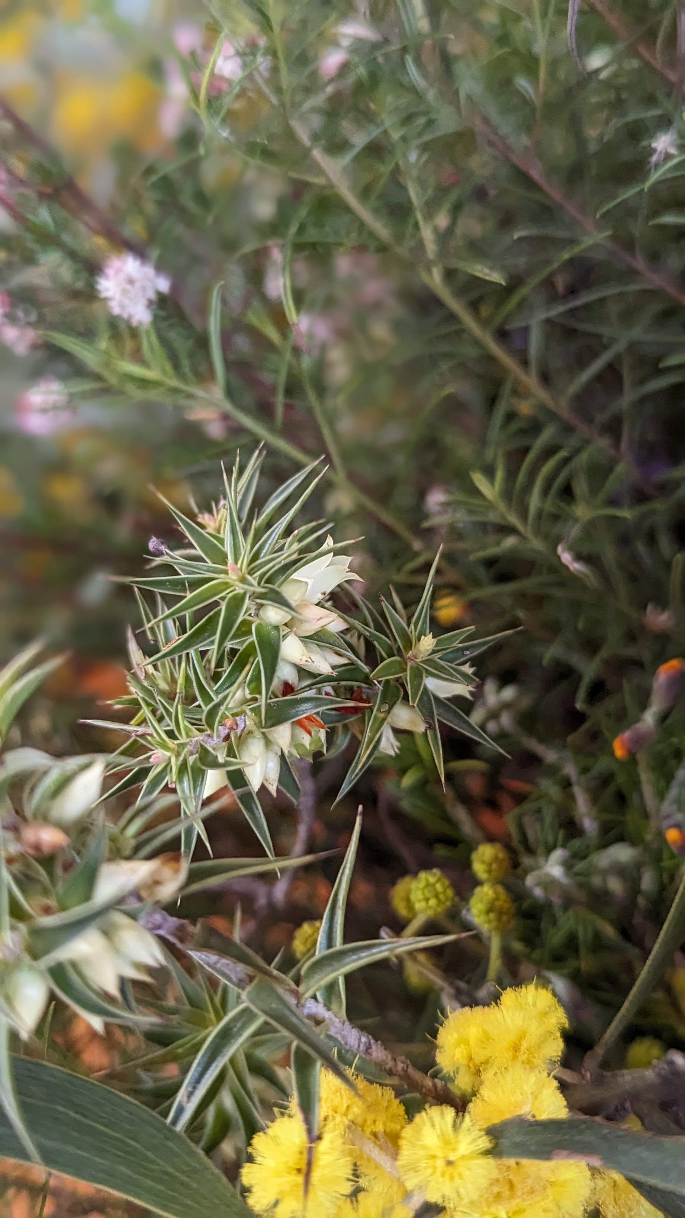 Local wildflowers