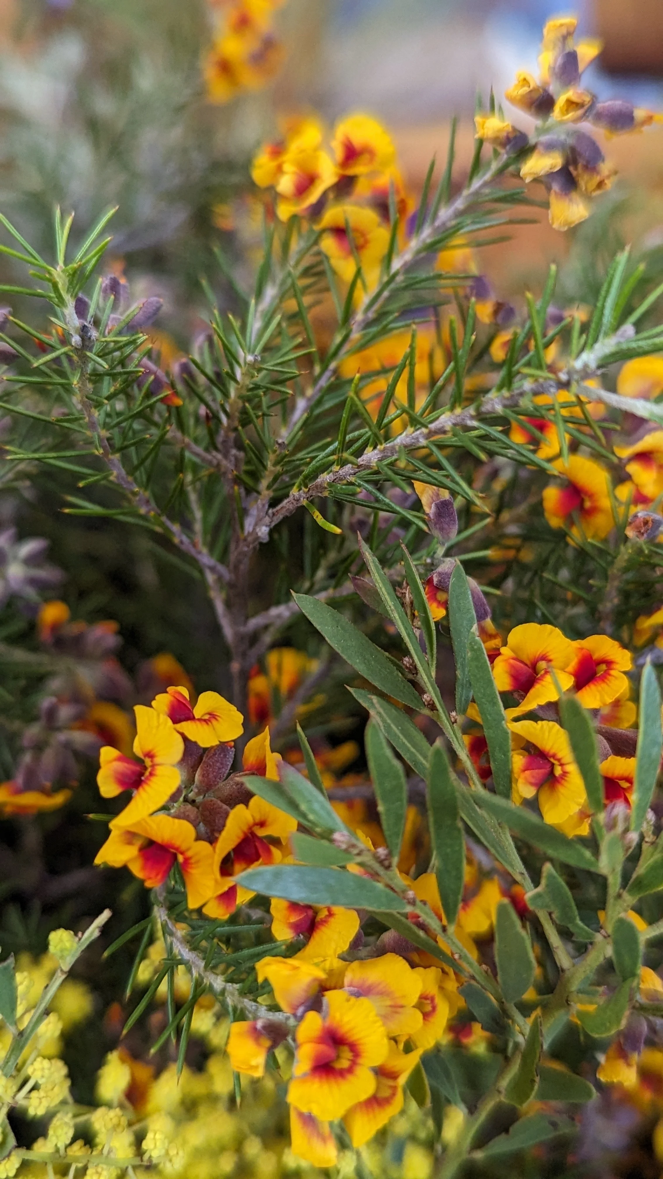 Local wildflowers