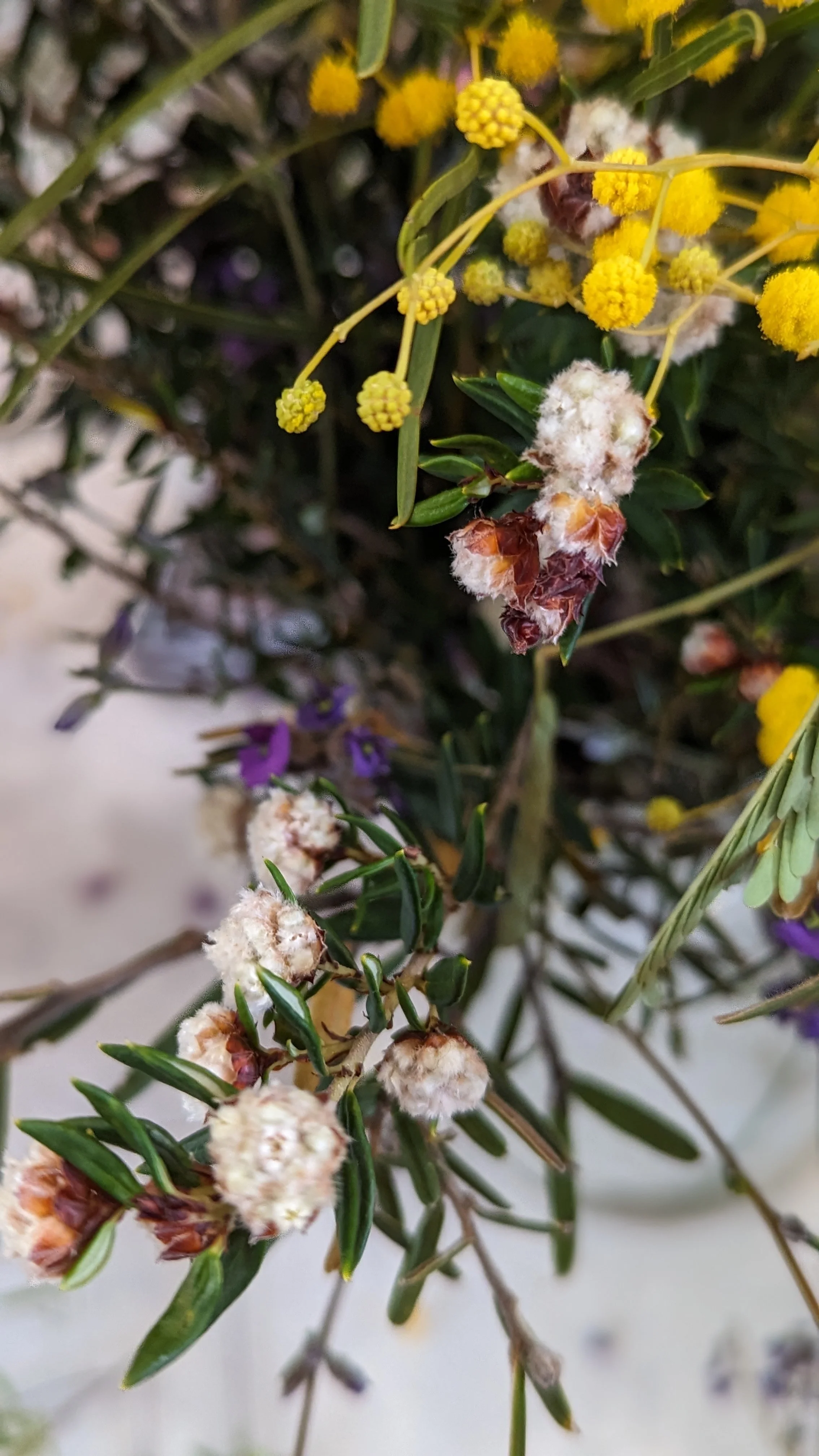 Local wildflowers