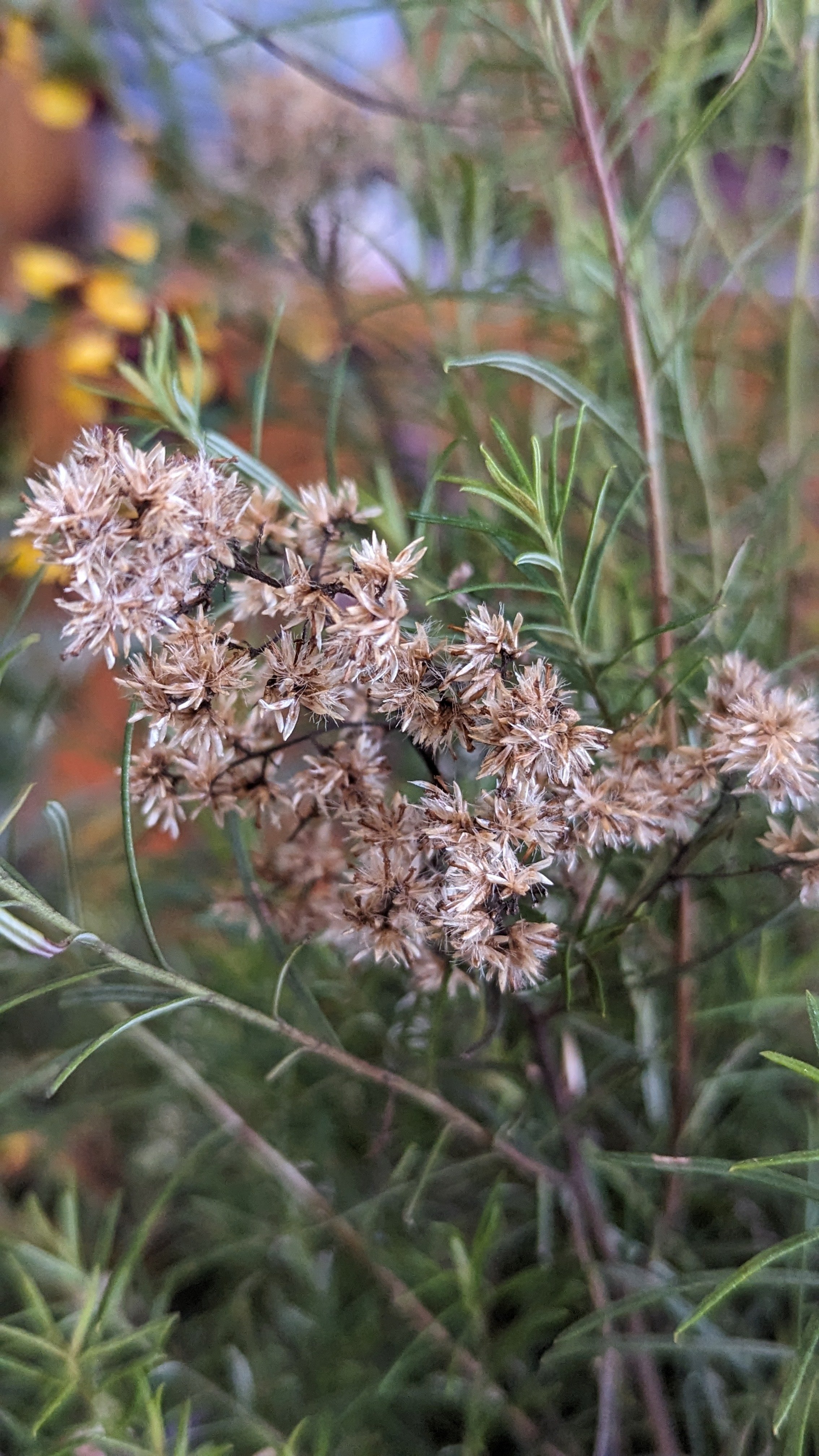 Local wildflowers