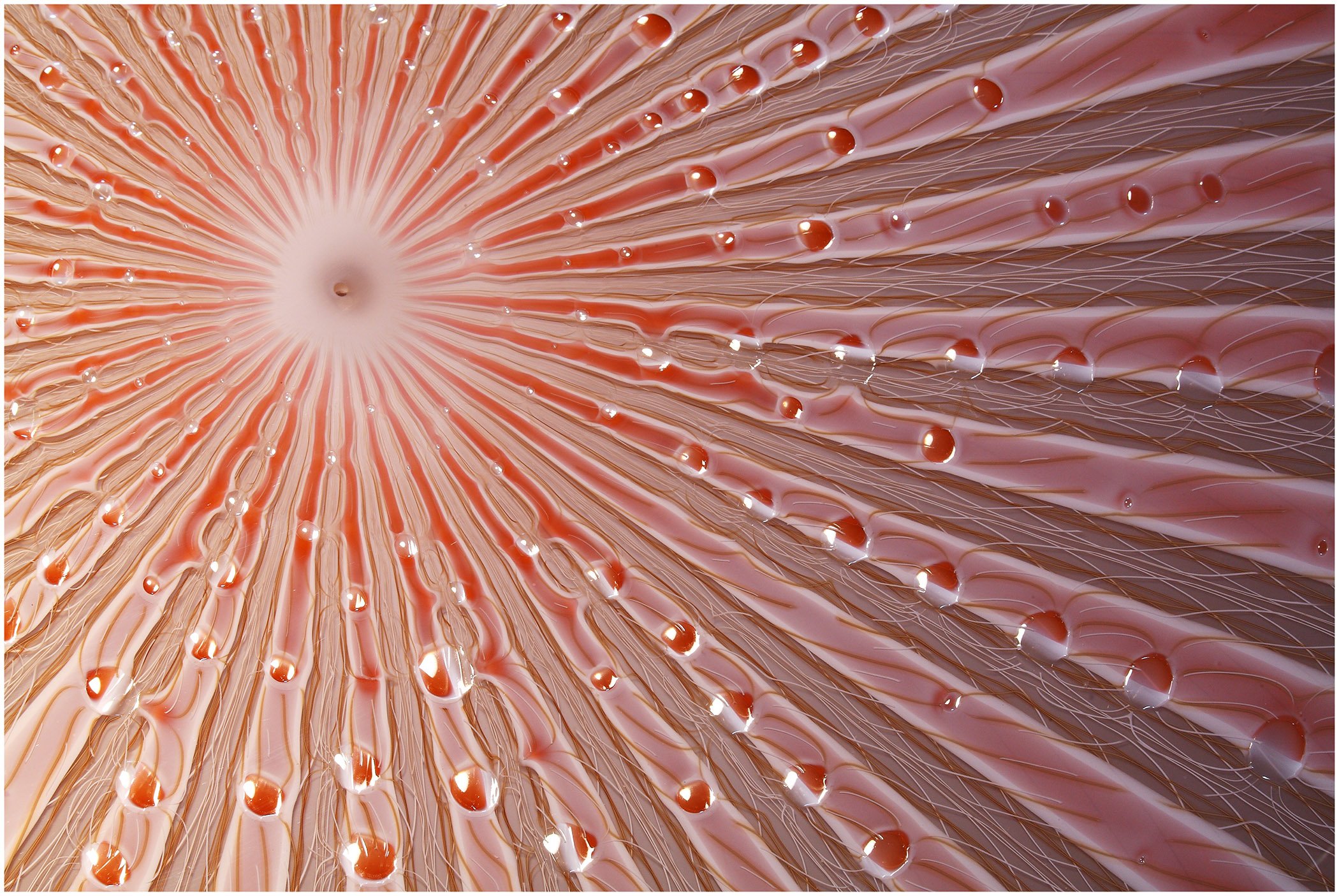 Bone_Pale Pink Sand Dollar_detail.jpg