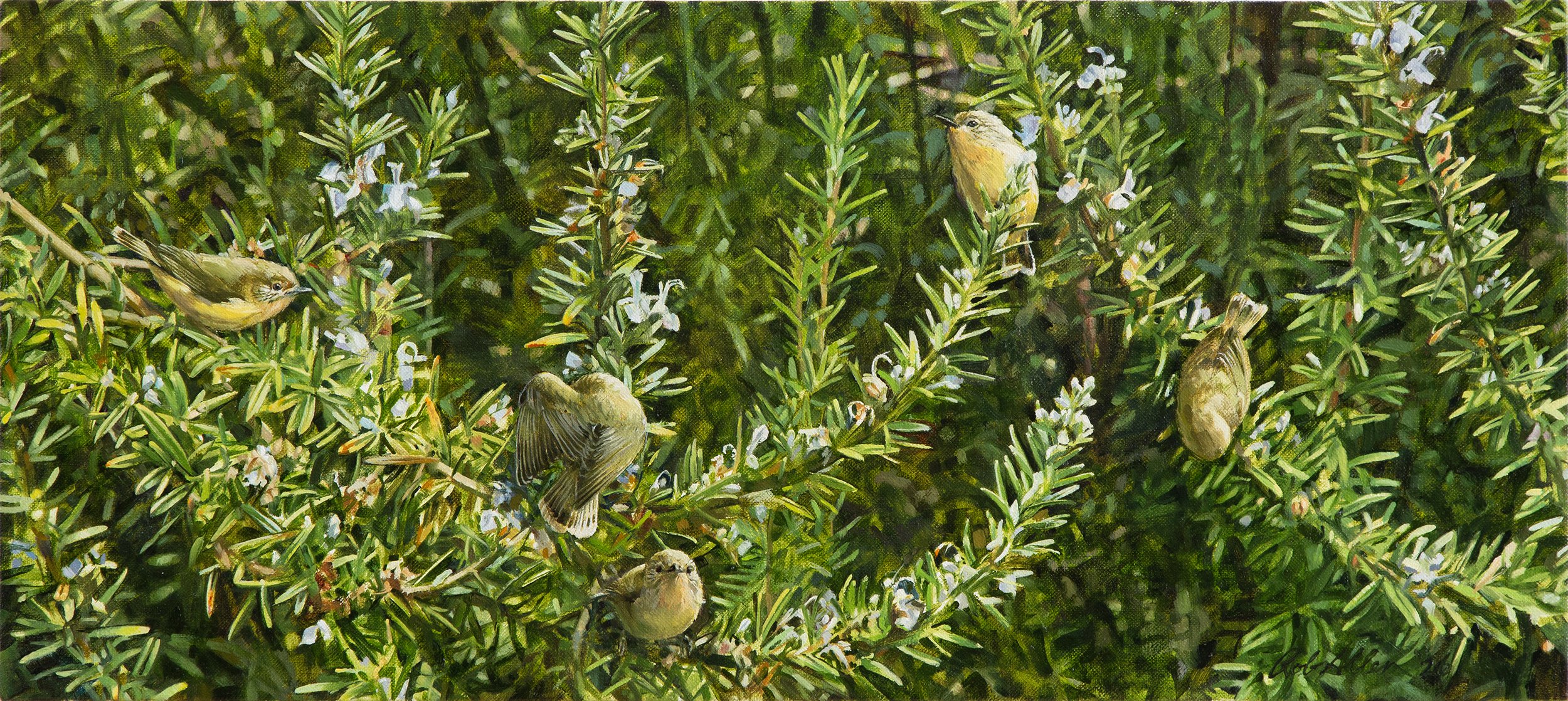 Thorns 'n' blossoms_©RobAllen2026_RGB.jpg