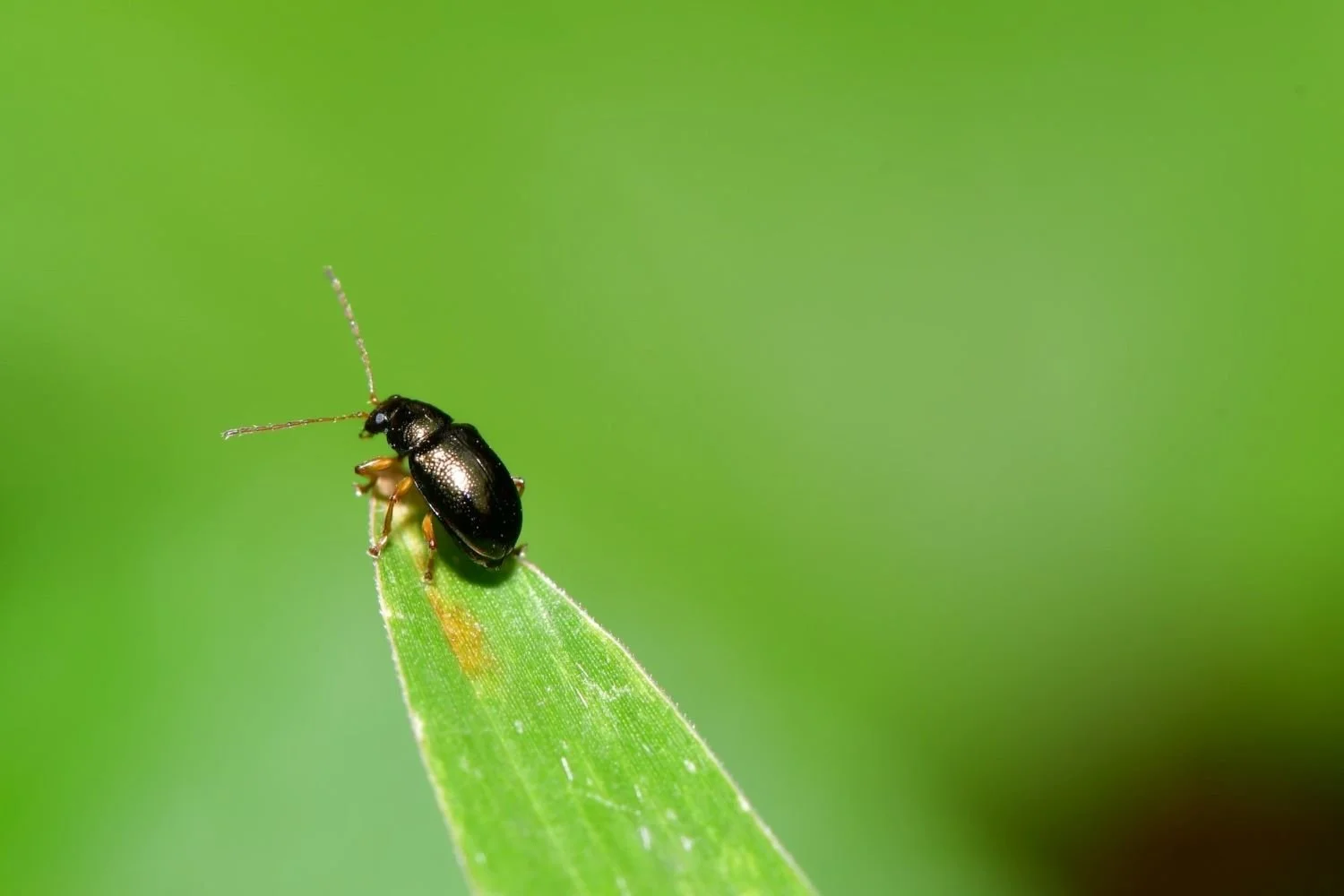 insects — PA Pest Control Serving Prince Albert and Saskatoon