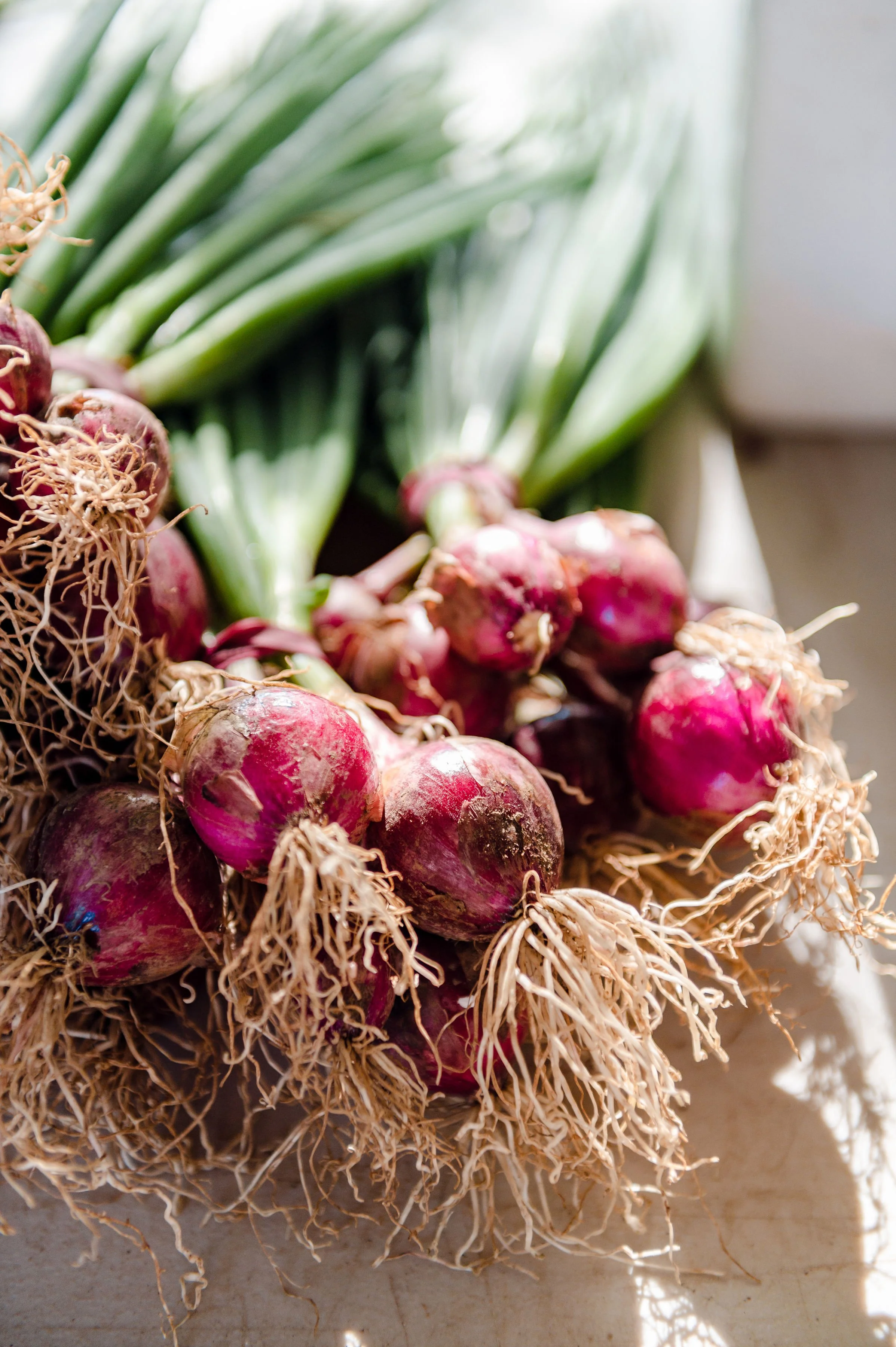 Good Plate Nutrition