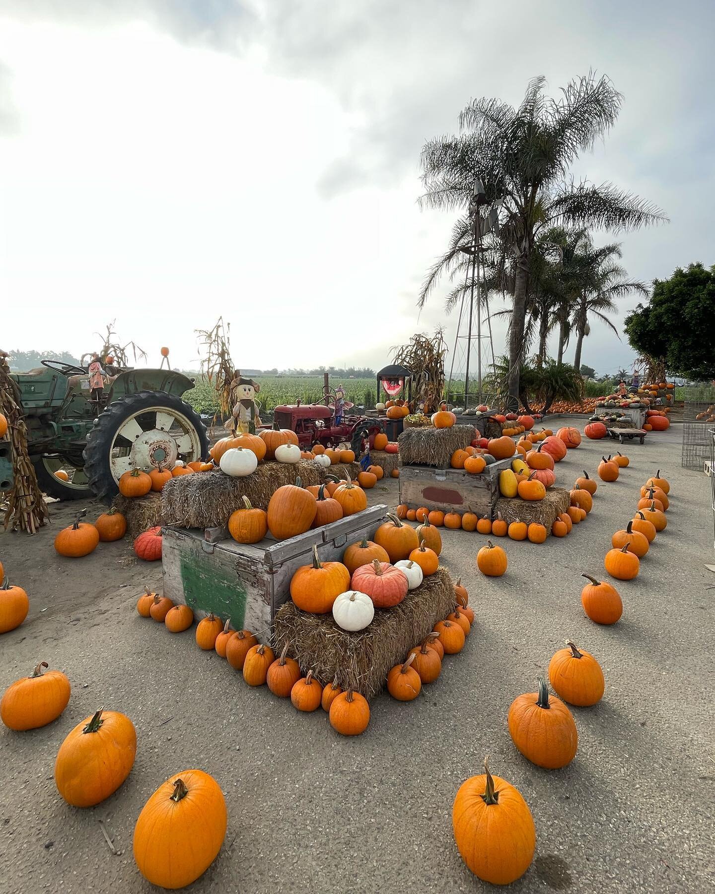 🎃Pumpkin patch at Rodela Produce🍓 Come on down with your friends &amp; family to chose from our large selection of pumpkins as well as our fruits &amp; vegetables.🤩 
.
*Pumpkin patch only in Ventura location📍*
.
.
.
.
#pumpkinpatch #pumpkin #holl