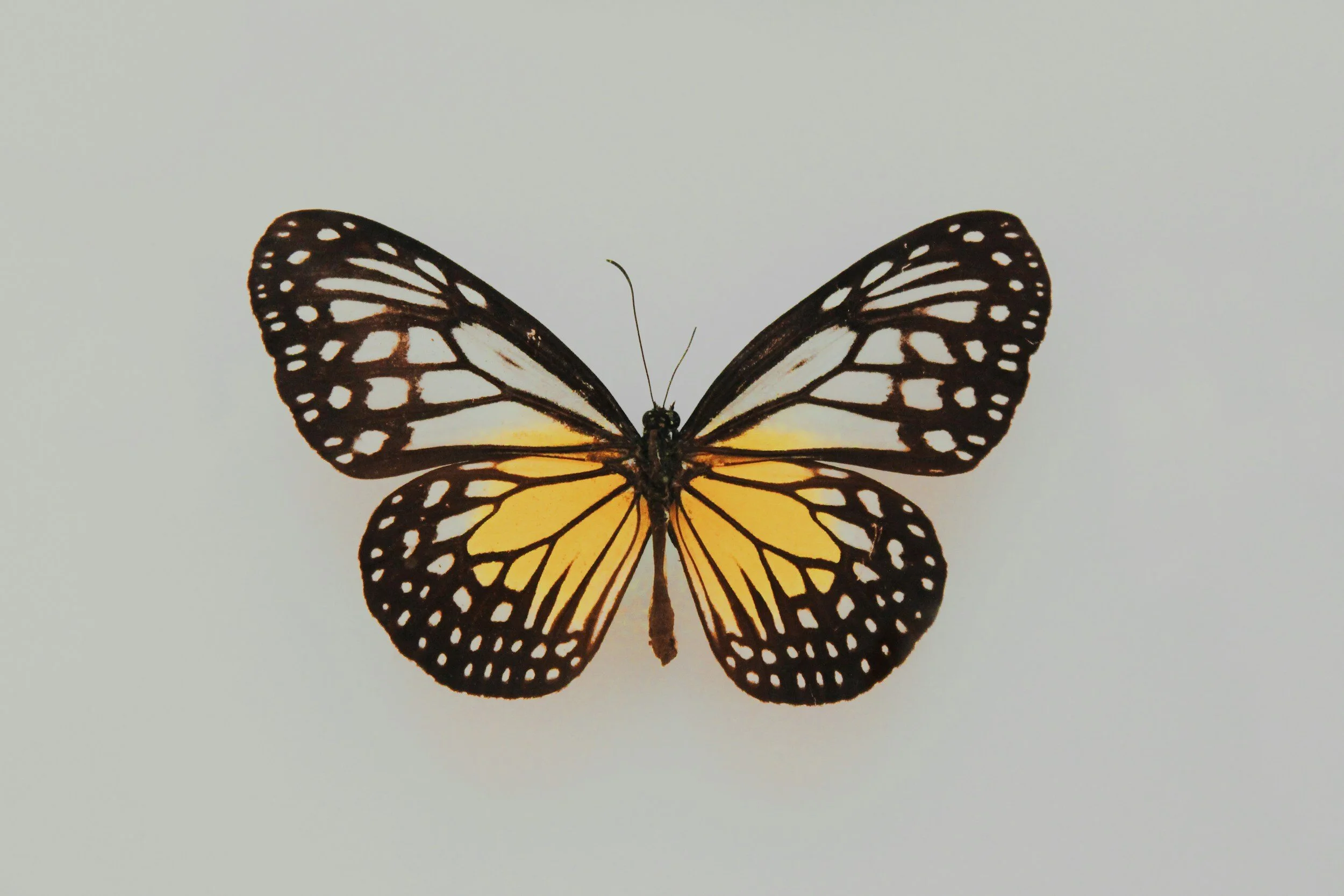 Nourish Integrative Health explains that the thyroid looks like a butterfly.