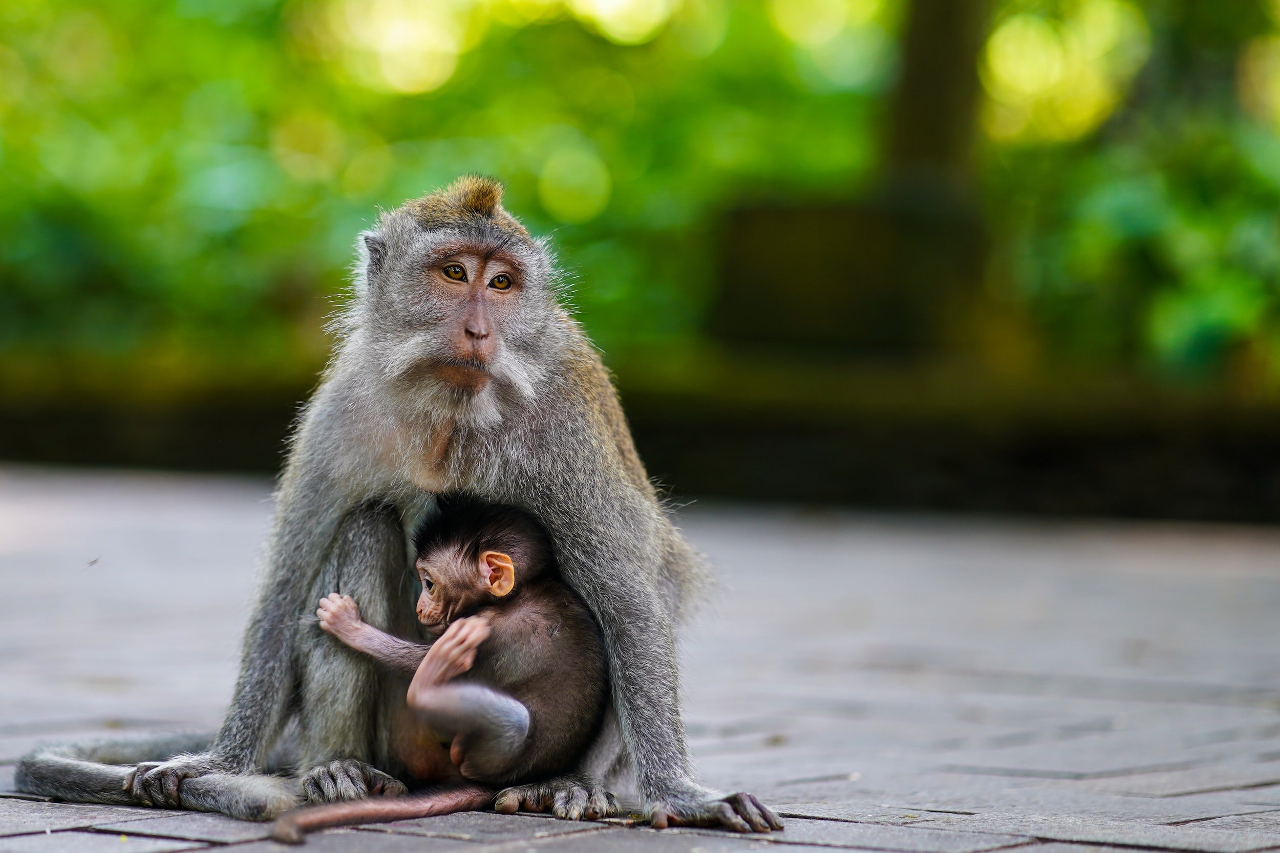 If you go to Bali without travel insurance you are being a monkey!