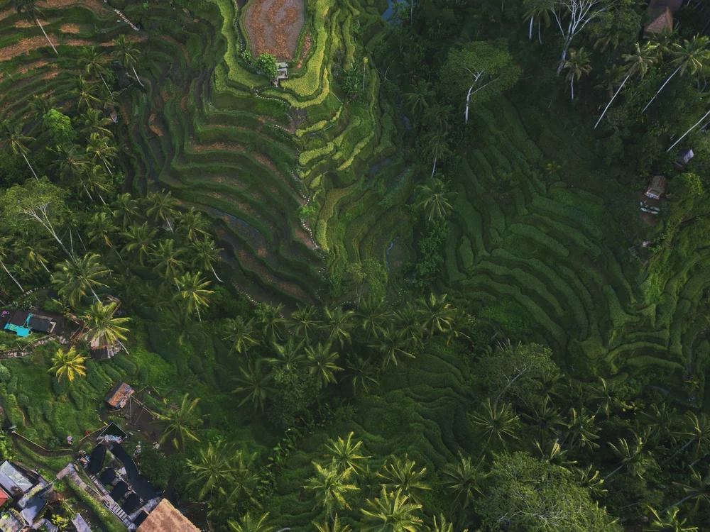 The Best Bali Rice Fields To Visit: Secret, Iconic & New Picks | Bali's ...