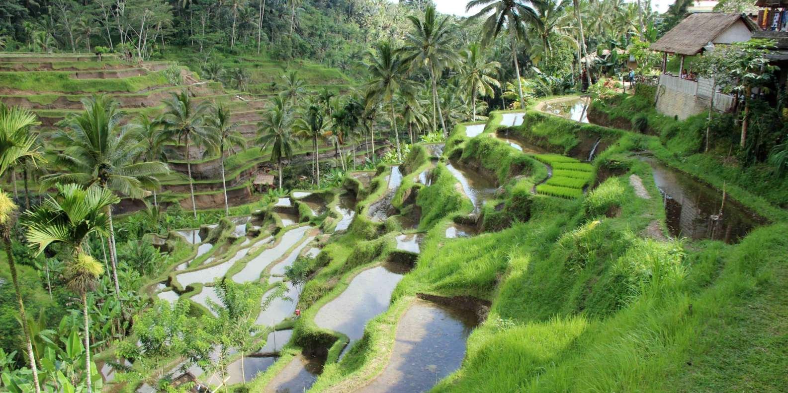 005-ubud-rice-terrace-temple-volcano-sightseeing-tour-2-t56690.jpg