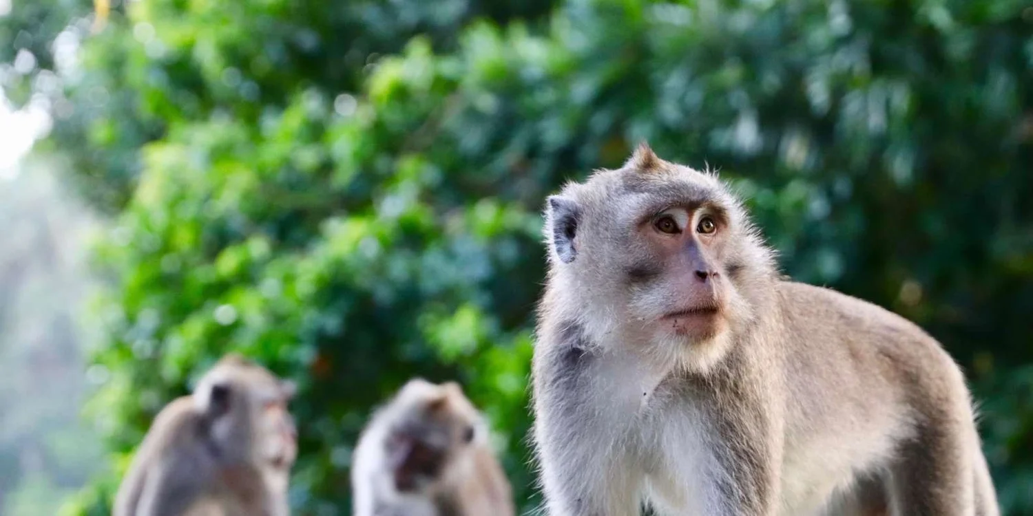 Bali: Ubud Rice Terraces, Temples and Volcano Day Trip