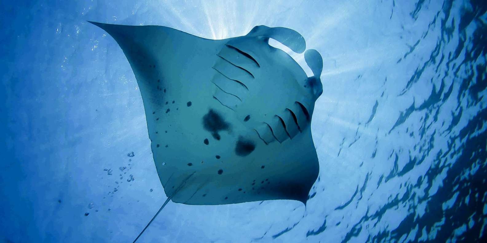 007-bali-swim-with-manta-rays-in-nusa-penida-2-t103568.jpg